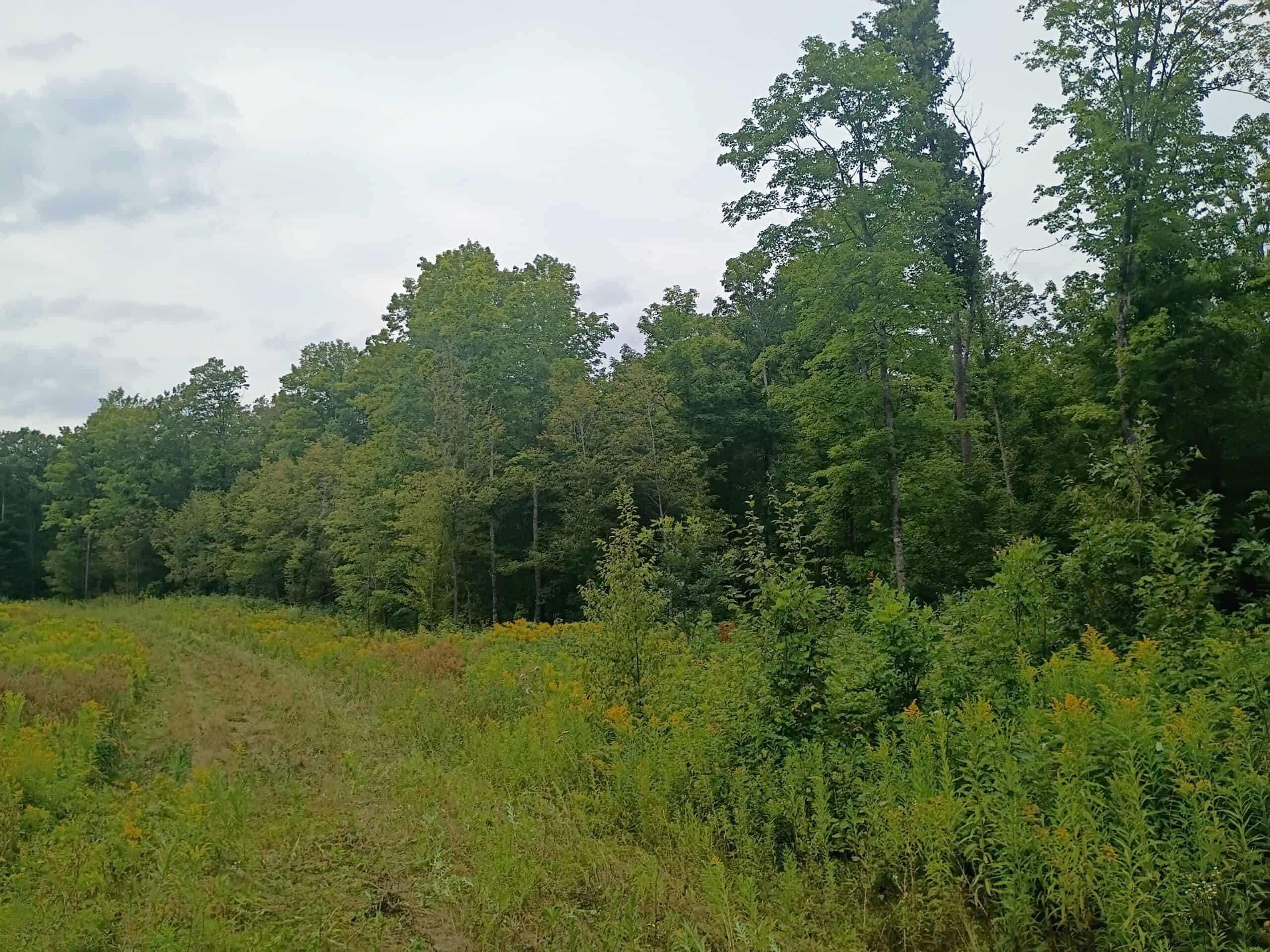 280 ± Acres Near Butternut Lake, WI Recreational Land