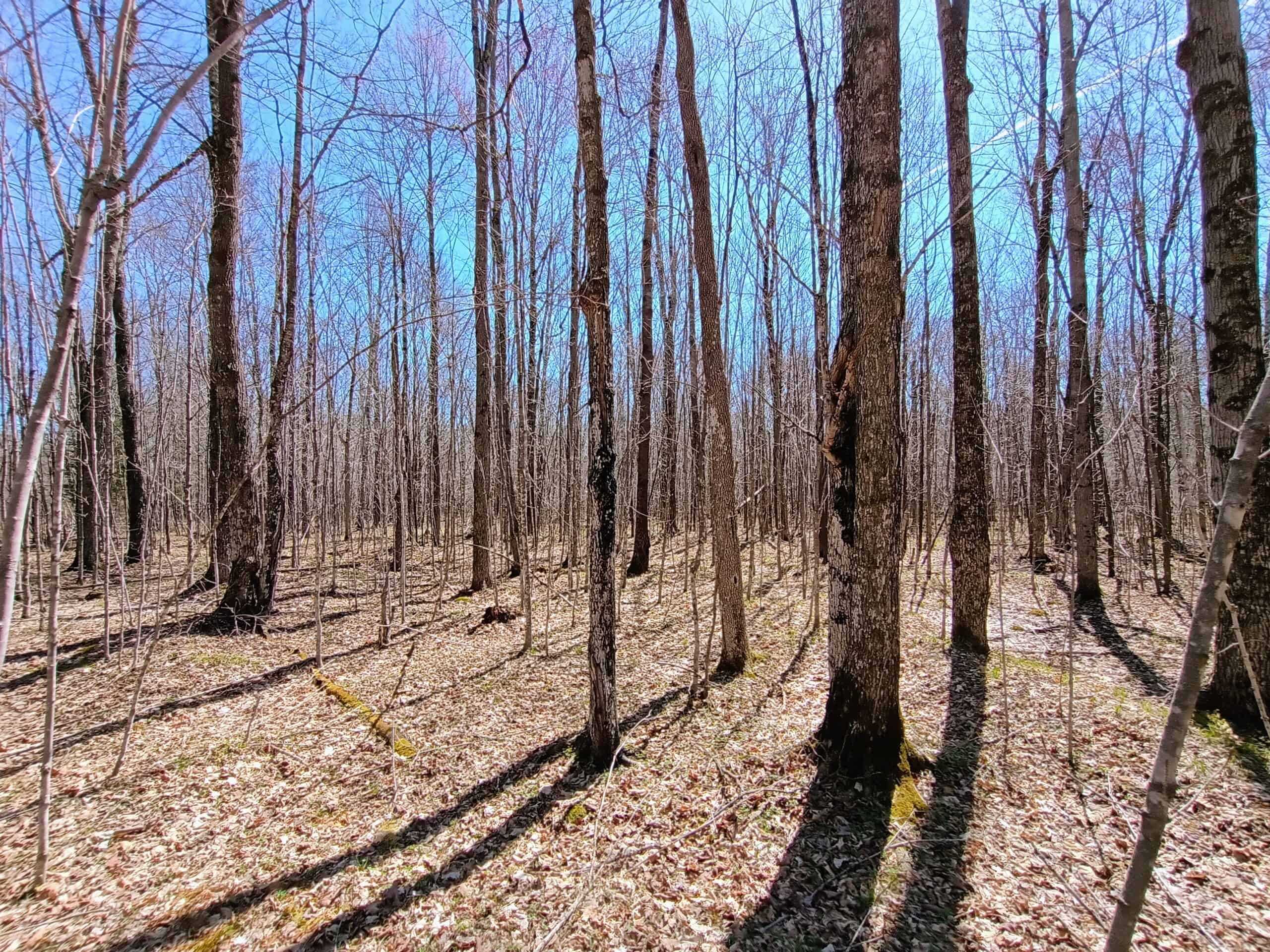 120 ± Acres Bordering Chequamegon National Forest, WI