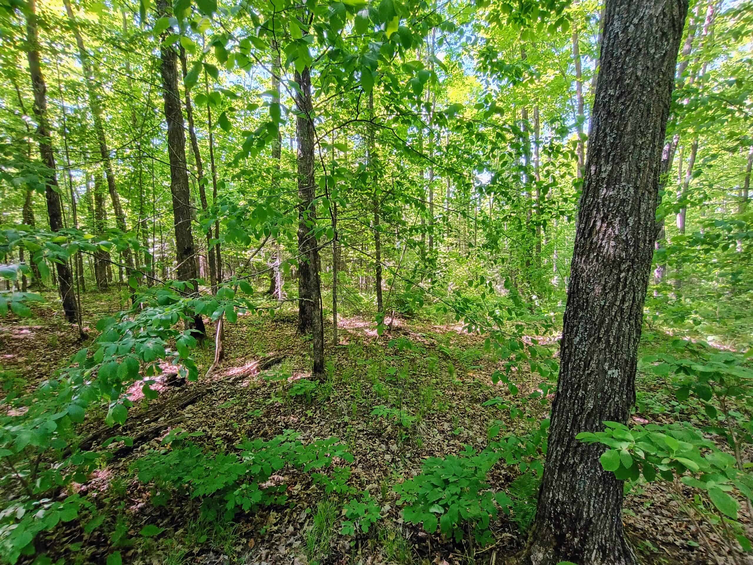 74.4 ± Acres of Hardwood Timber & Hunting Land in Glidden, WI