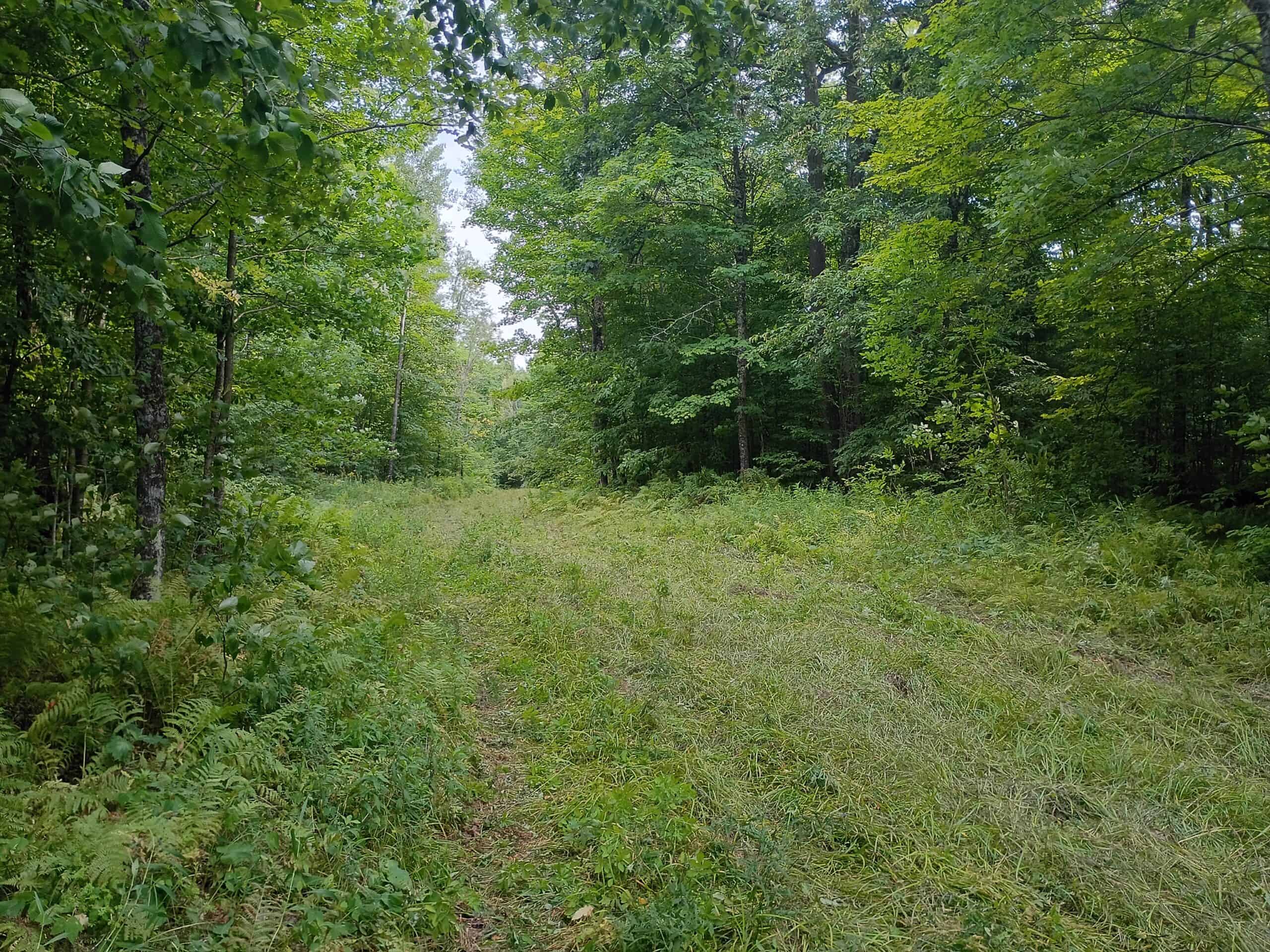 280 ± Acres Near Butternut Lake, WI Recreational Land