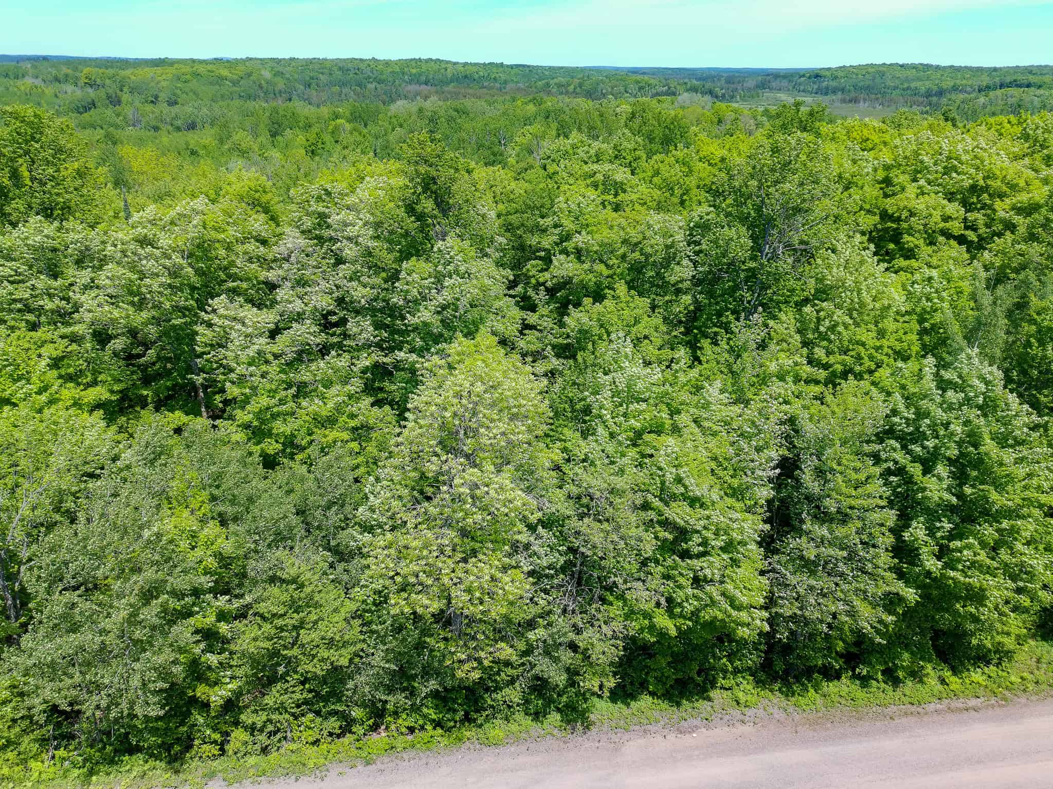 74.4 ± Acres of Hardwood Timber & Hunting Land in Glidden, WI