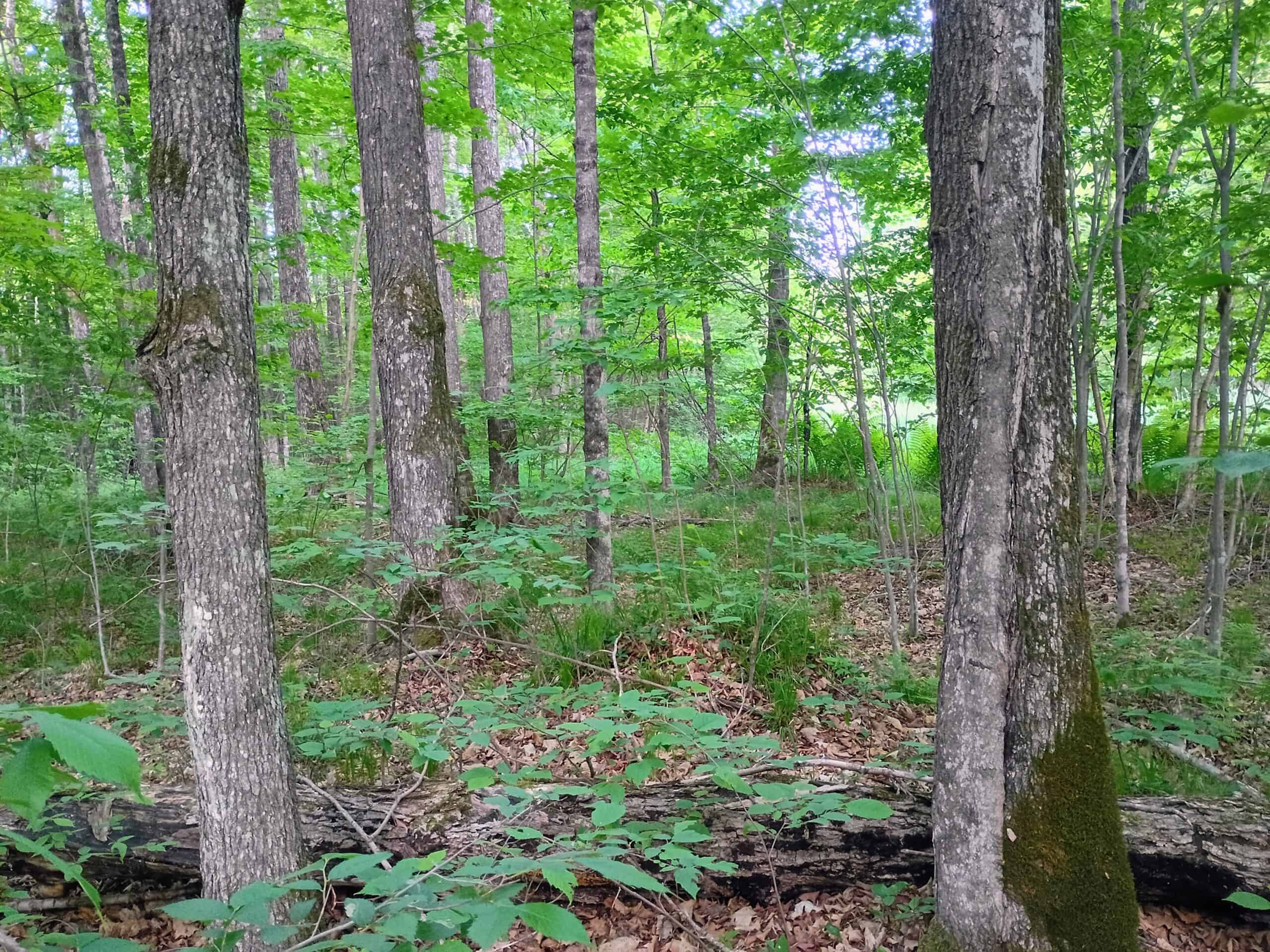 120 ± Acres Bordering Chequamegon National Forest, WI
