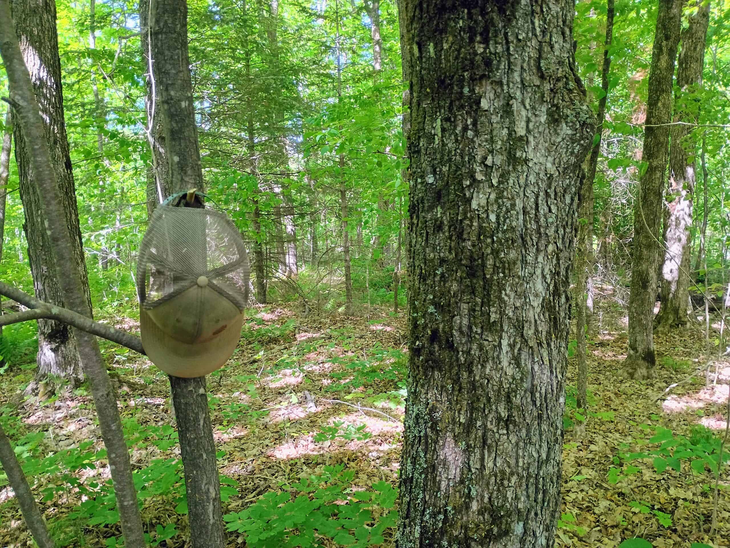 74.4 ± Acres of Hardwood Timber & Hunting Land in Glidden, WI