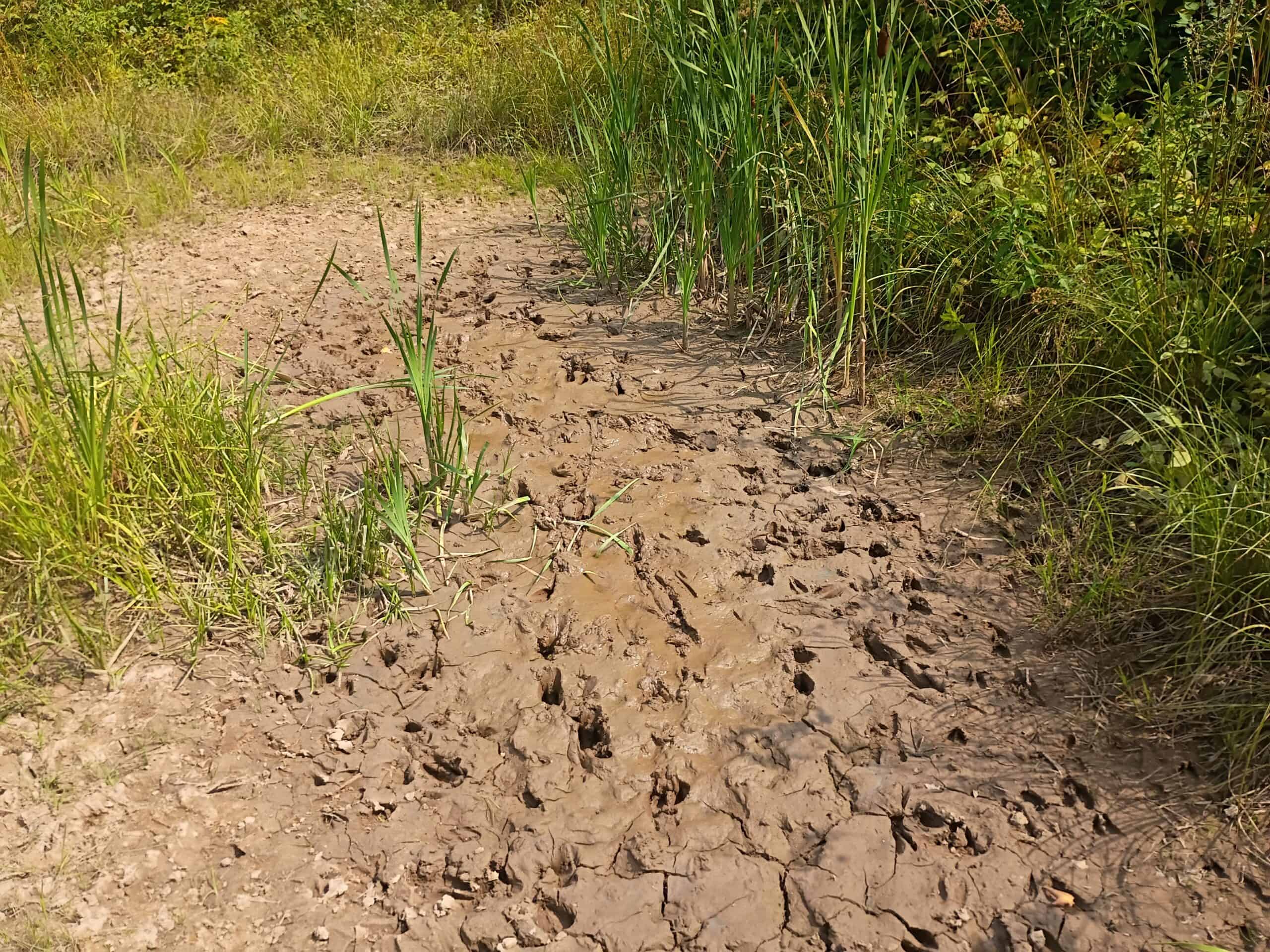 280 ± Acres Near Butternut Lake, WI Recreational Land