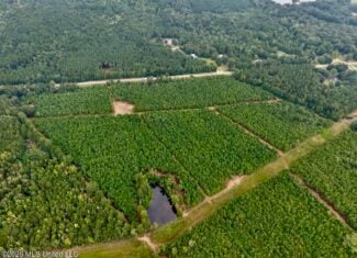 53± Acre Hunting Property Near Centreville, MS