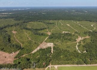 42± Acre Homesite & Hunting Land in Plainview, LA