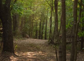 East Texas Hunting & Timber Land for Sale in Smith County