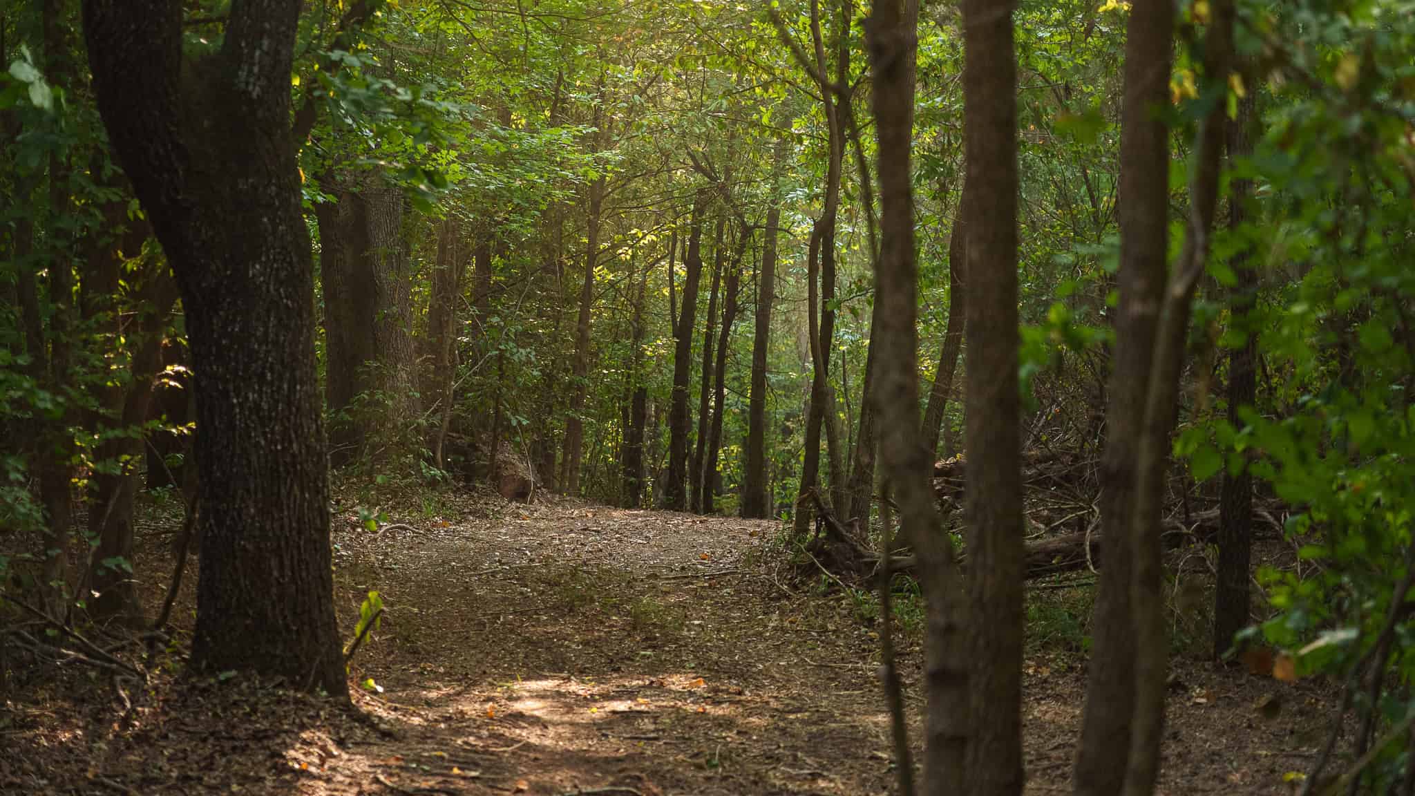 East Texas Hunting & Timber Land for Sale in Smith County