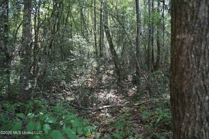 31 Acres for Sale Near Collins MS | Mature Timber & Hunting