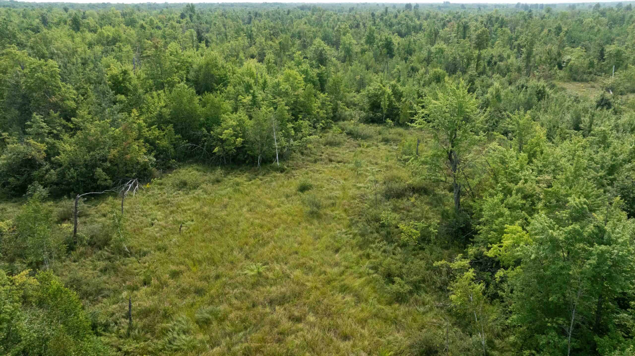 40+/- Acres with Hunting Cabin – Town of Finley, Juneau County, Wisconsin