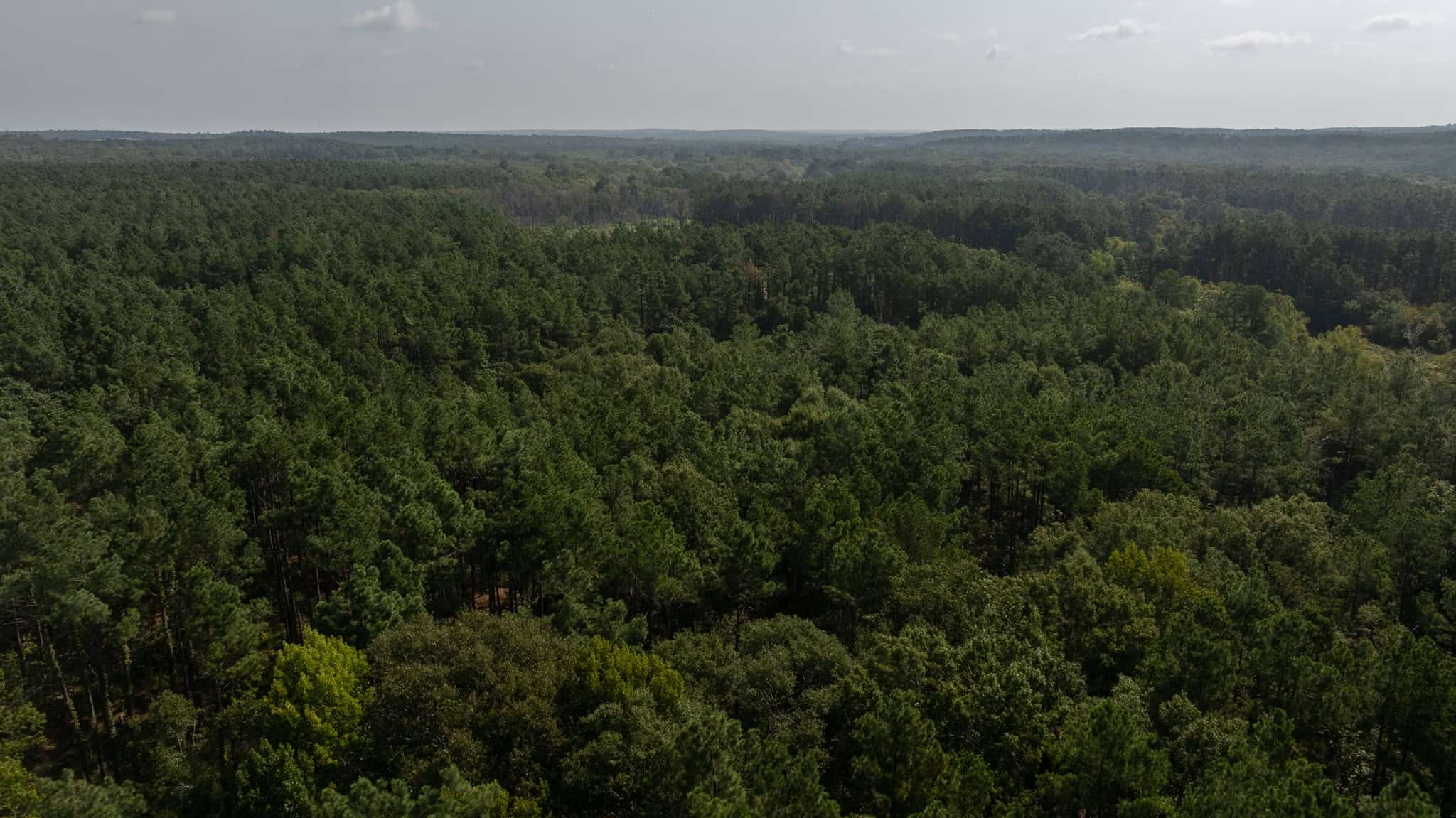 East TX Hunting Land for Sale | 327 Acres | River & Duck Slough | Laneville TX
