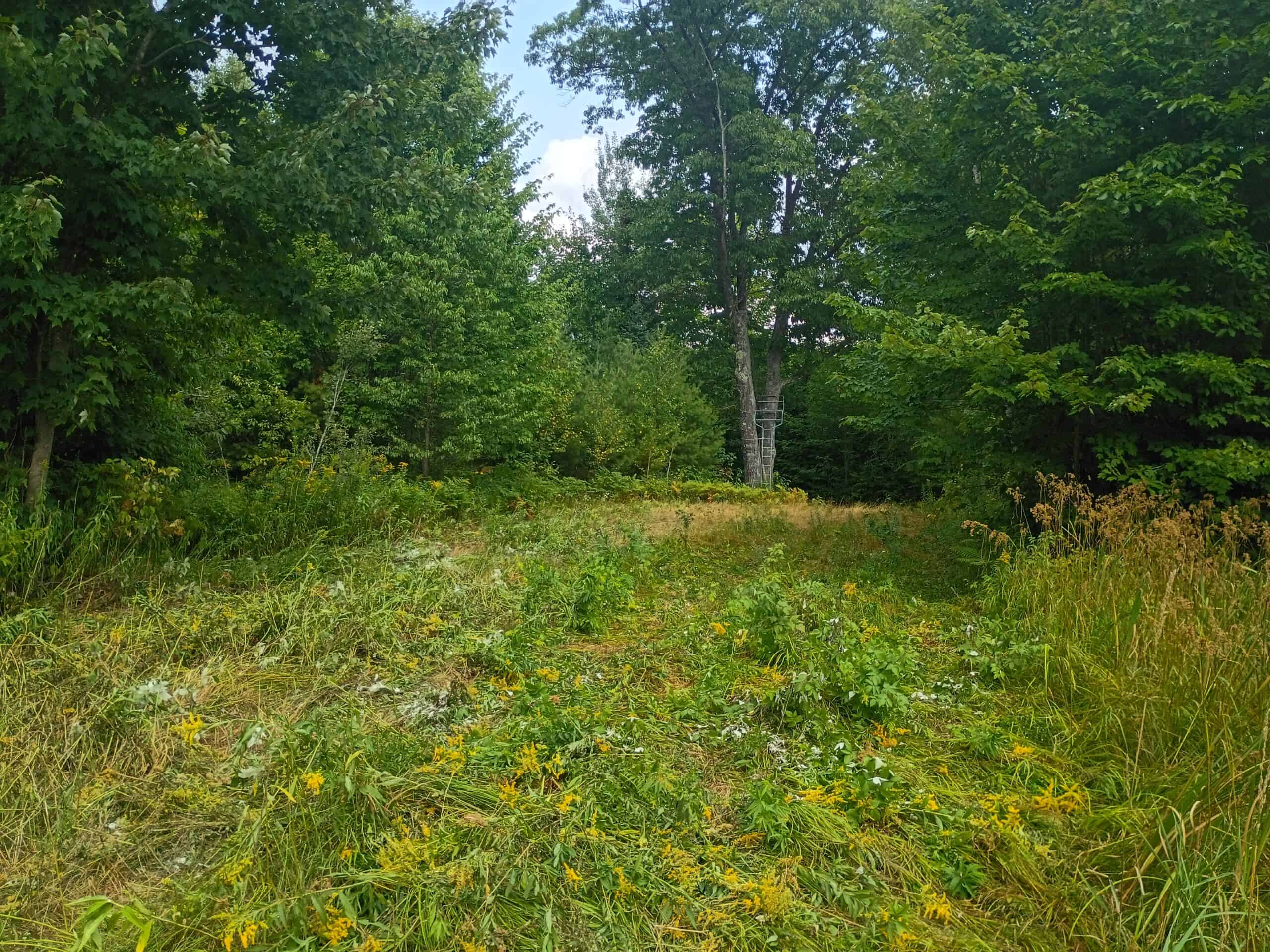 280 ± Acres Near Butternut Lake, WI Recreational Land