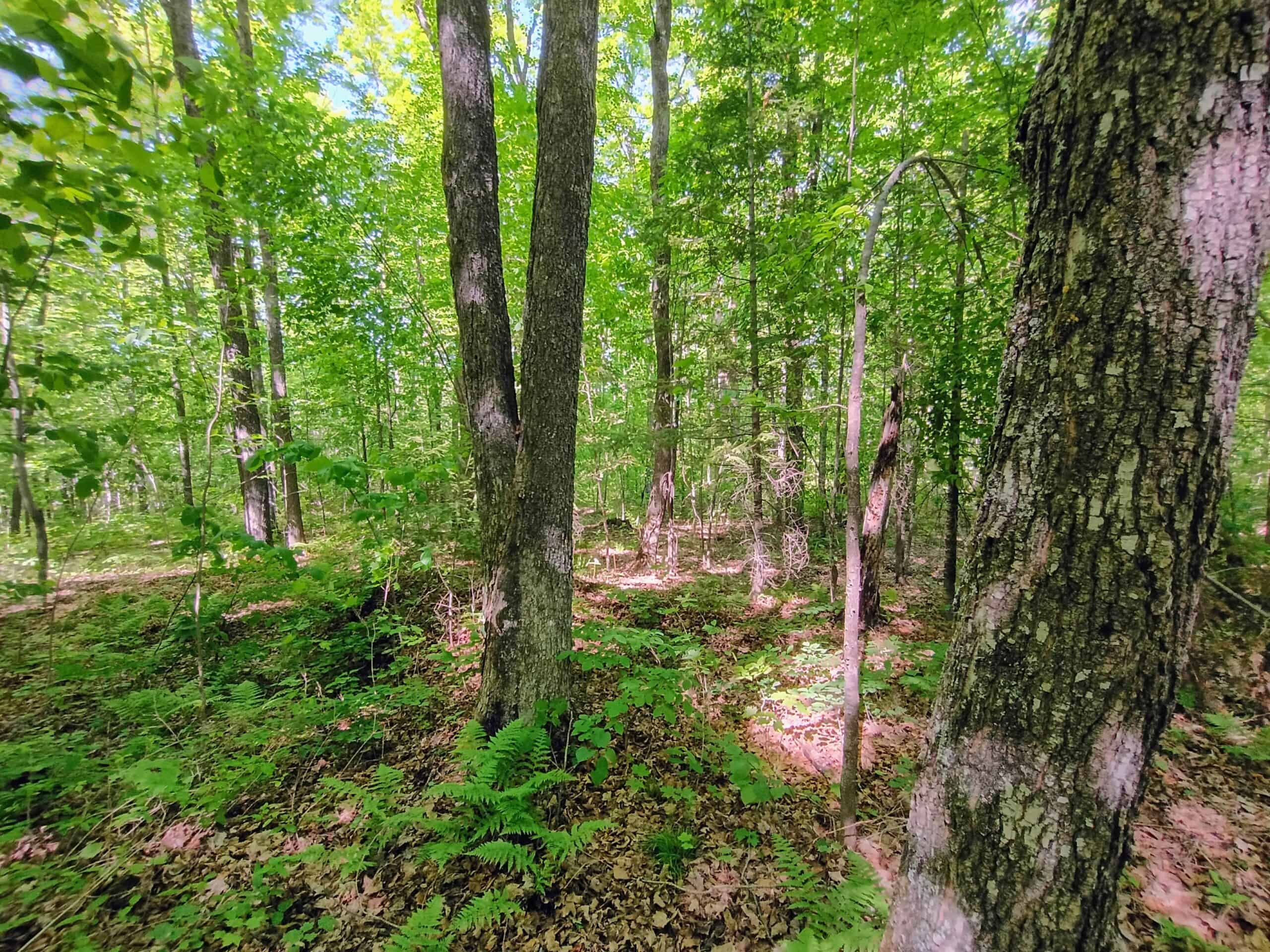 74.4 ± Acres of Hardwood Timber & Hunting Land in Glidden, WI