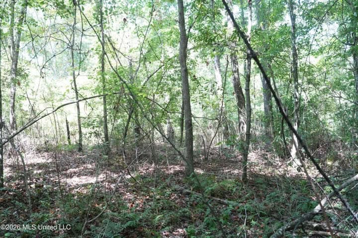 31 Acres for Sale Near Collins MS | Mature Timber & Hunting