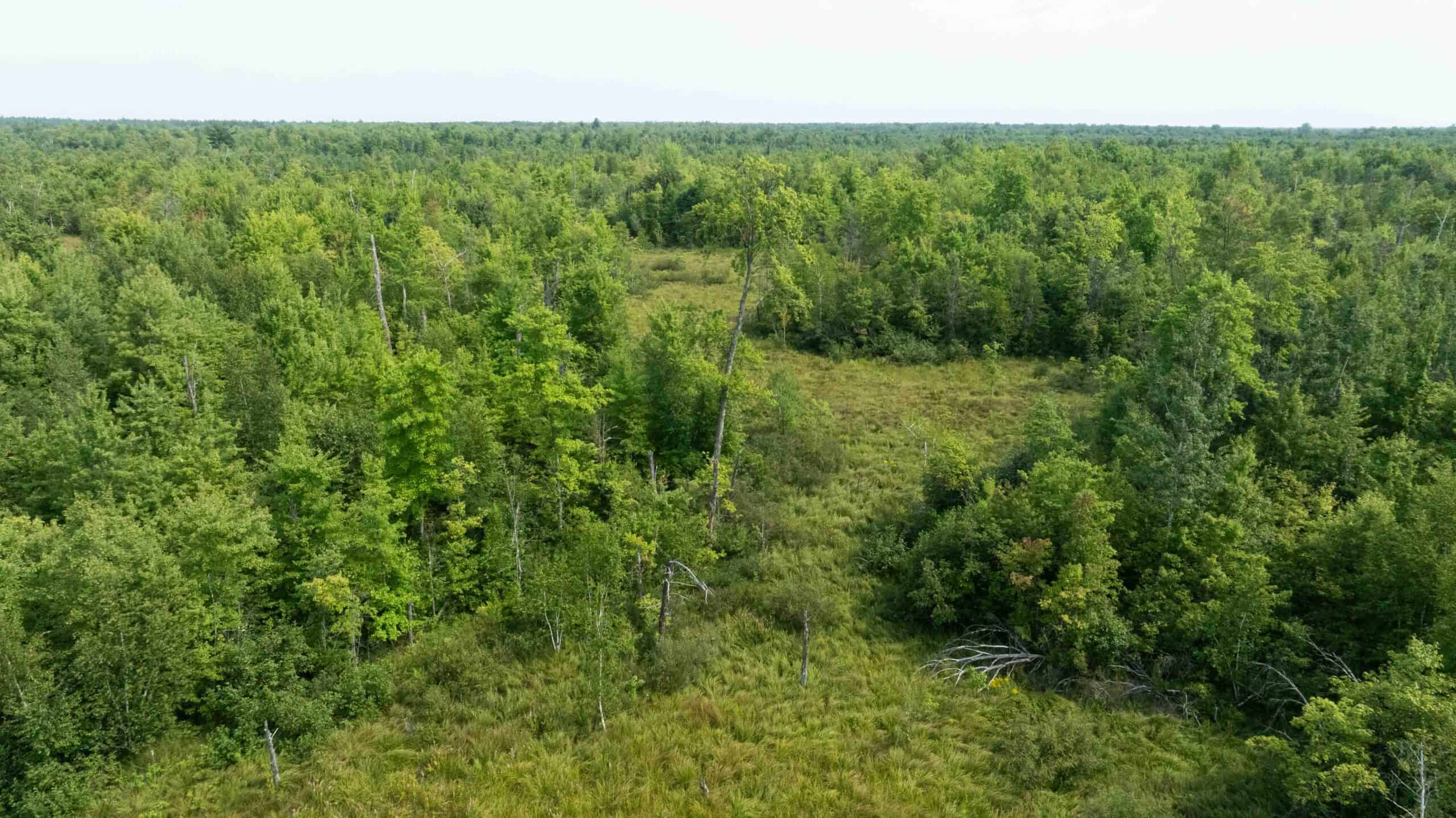 40+/- Acres with Hunting Cabin – Town of Finley, Juneau County, Wisconsin