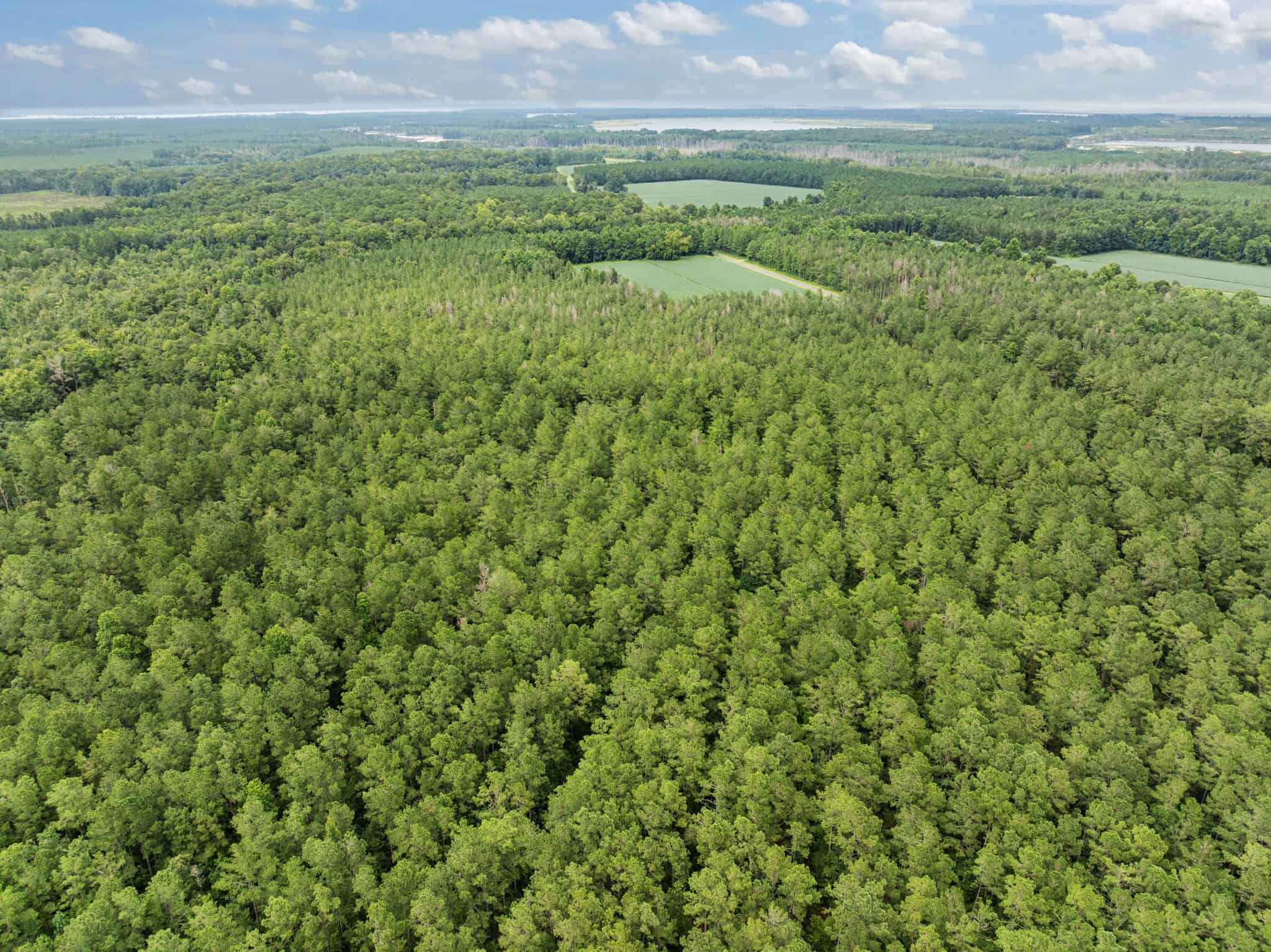 42-Acre Timber & Hunting Land for Sale in Edward, NC