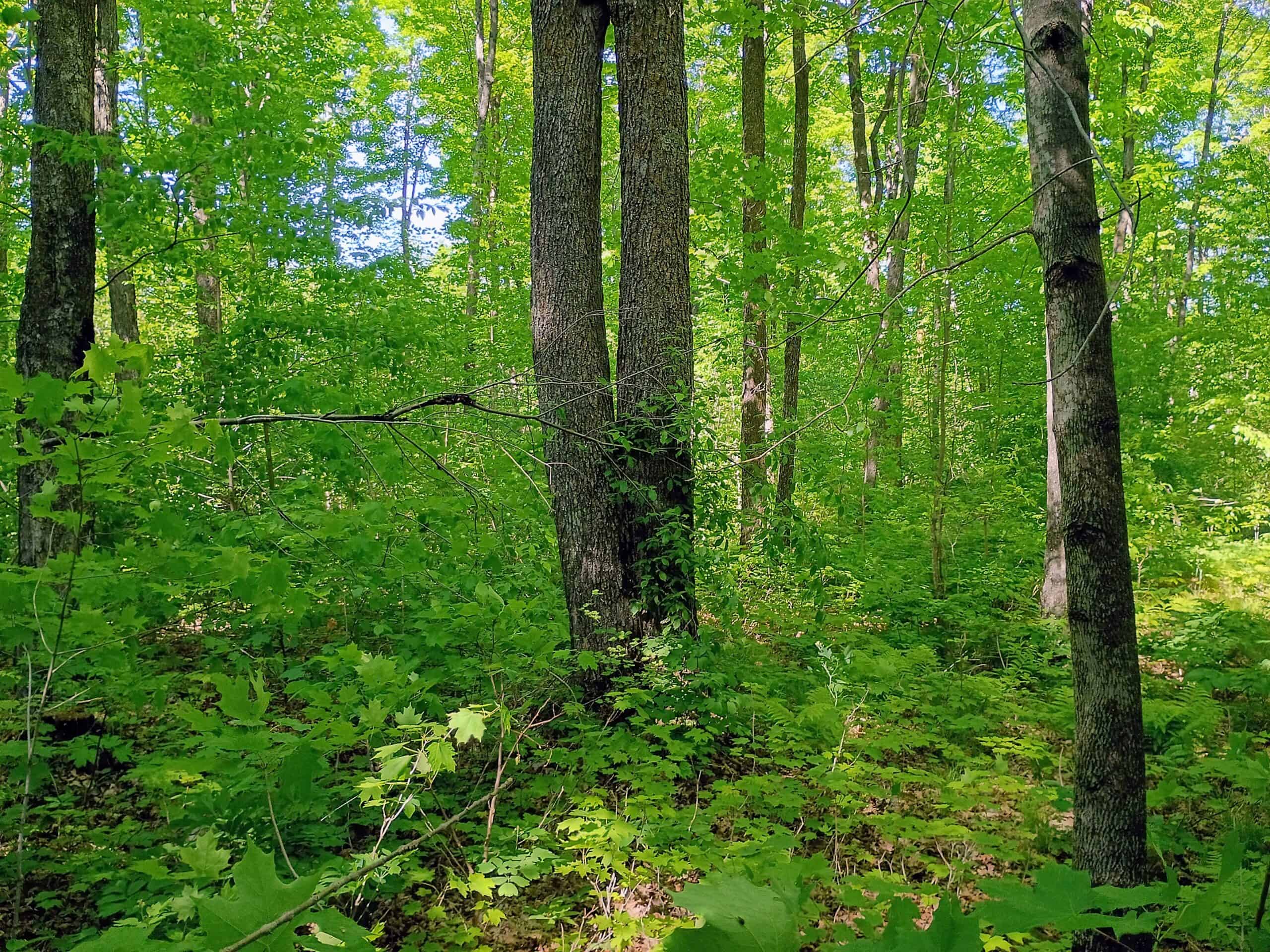 74.4 ± Acres of Hardwood Timber & Hunting Land in Glidden, WI