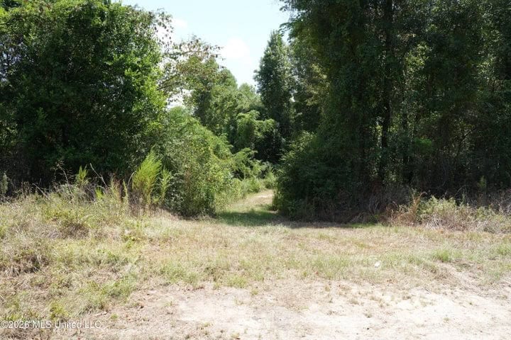31 Acres for Sale Near Collins MS | Mature Timber & Hunting