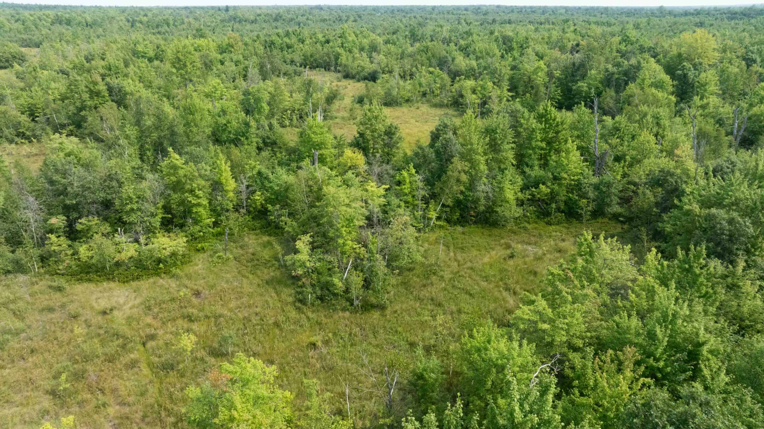 40+/- Acres with Hunting Cabin – Town of Finley, Juneau County, Wisconsin
