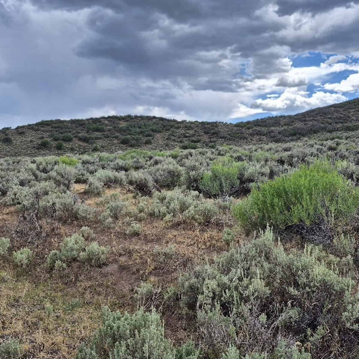 35 Acres Borders Public Land near Collbran, CO