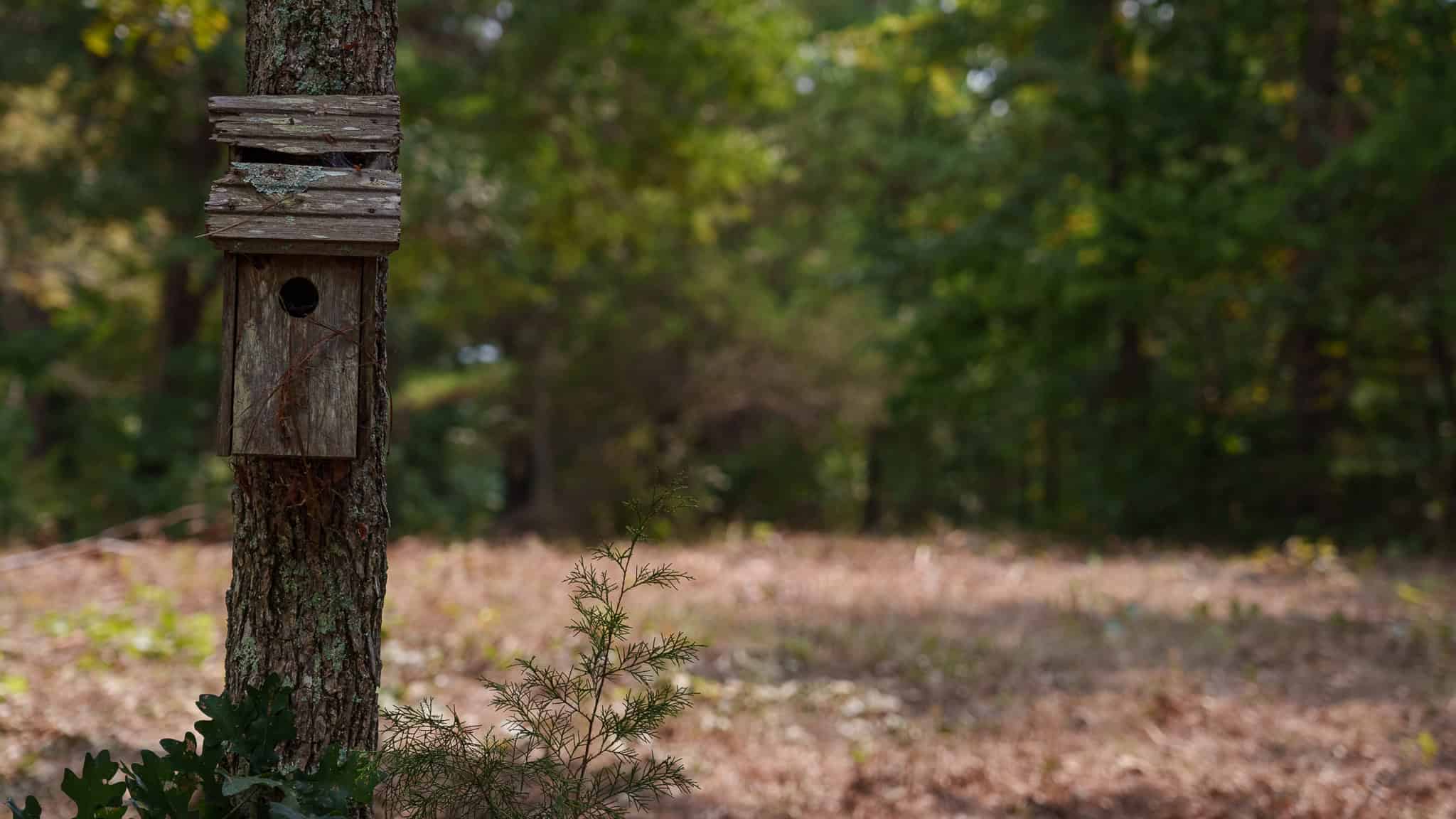 East Texas Hunting & Timber Land for Sale in Smith County