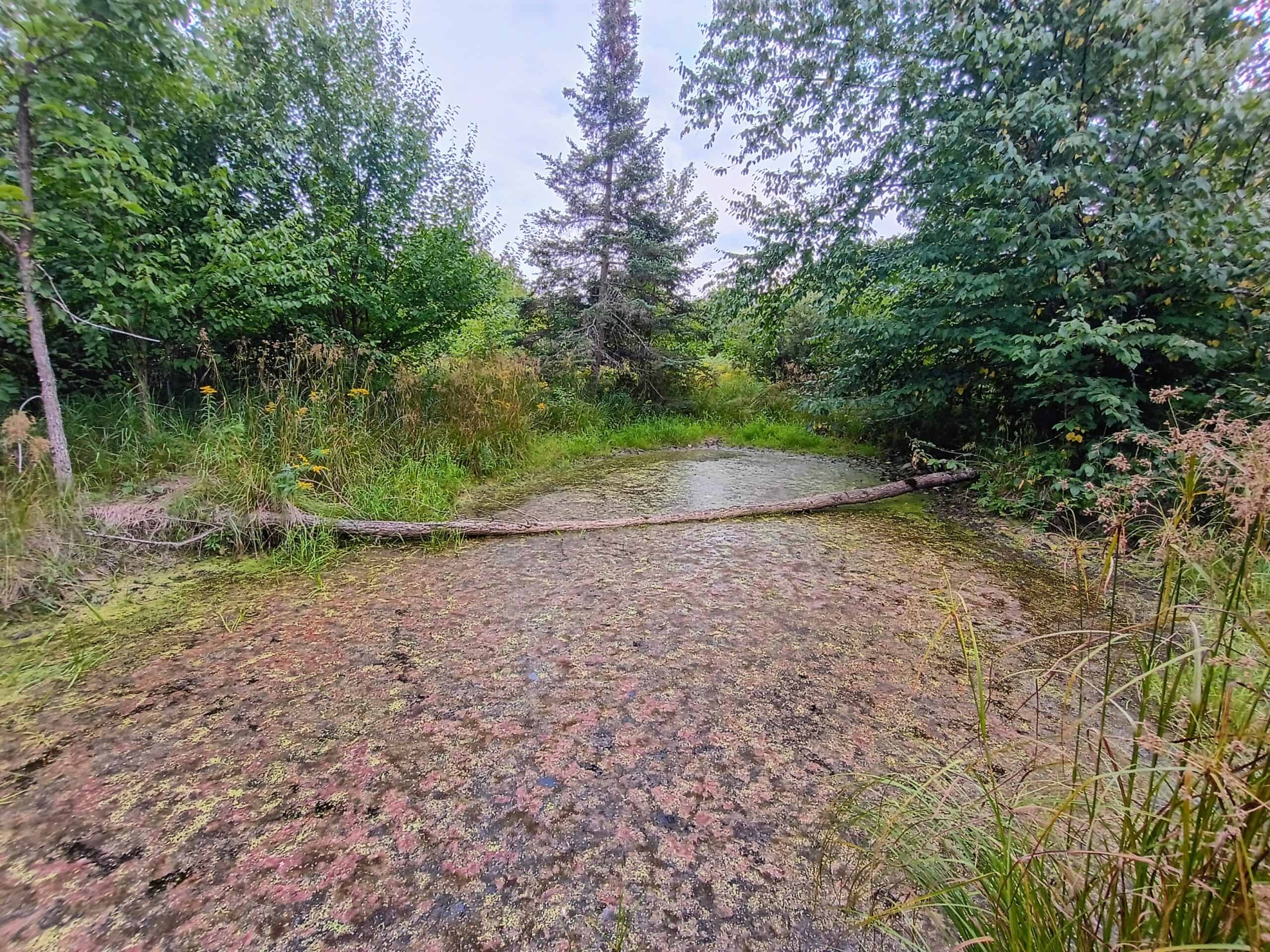 280 ± Acres Near Butternut Lake, WI Recreational Land