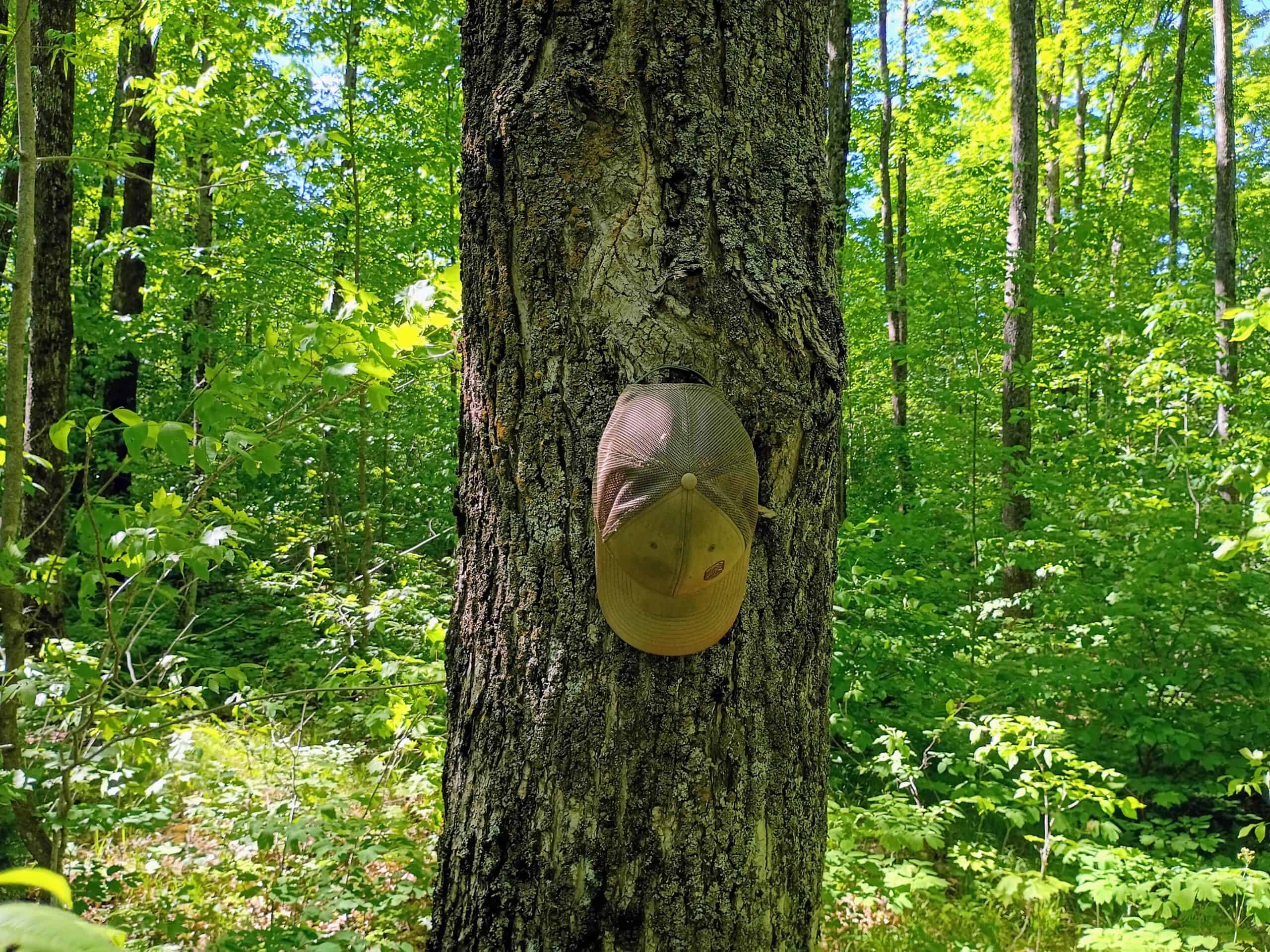 74.4 ± Acres of Hardwood Timber & Hunting Land in Glidden, WI