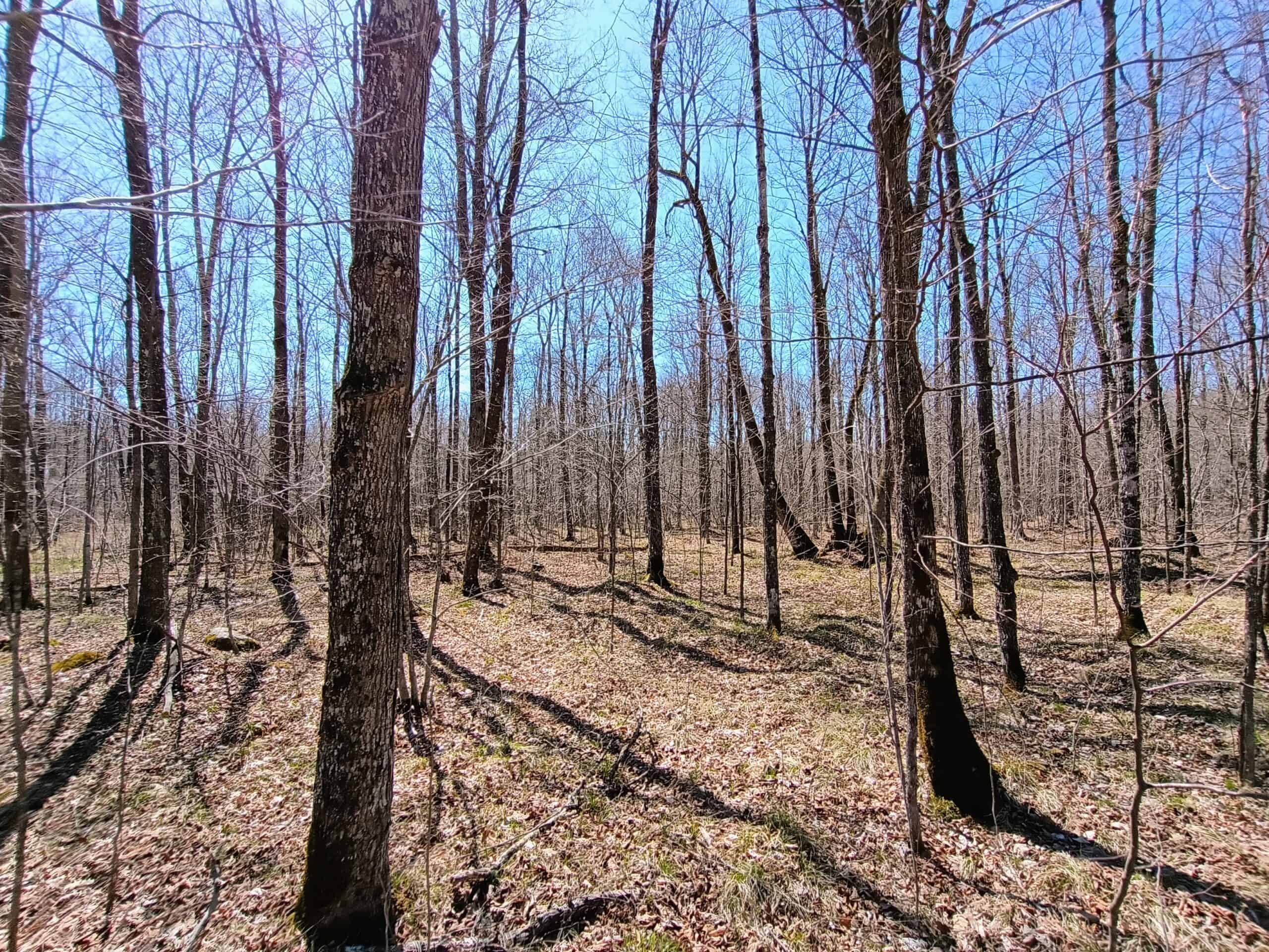 120 ± Acres Bordering Chequamegon National Forest, WI