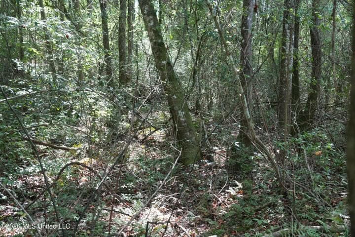 31 Acres for Sale Near Collins MS | Mature Timber & Hunting