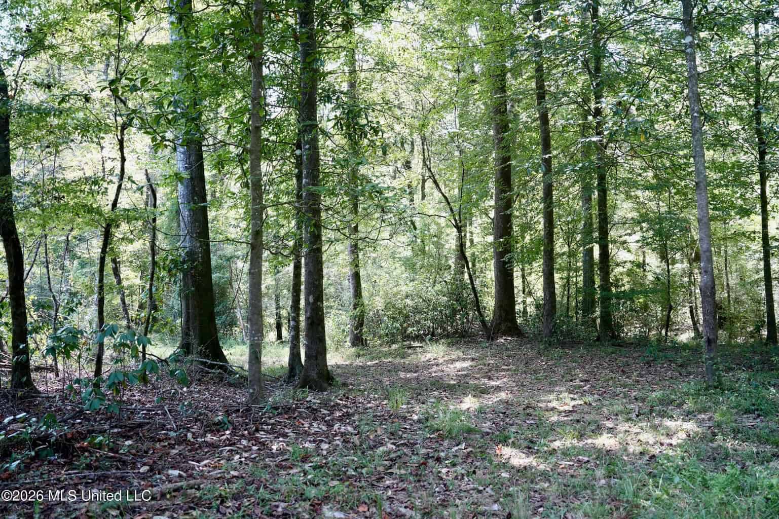 150 Acres for Sale in Magnolia MS on Tangipahoa River