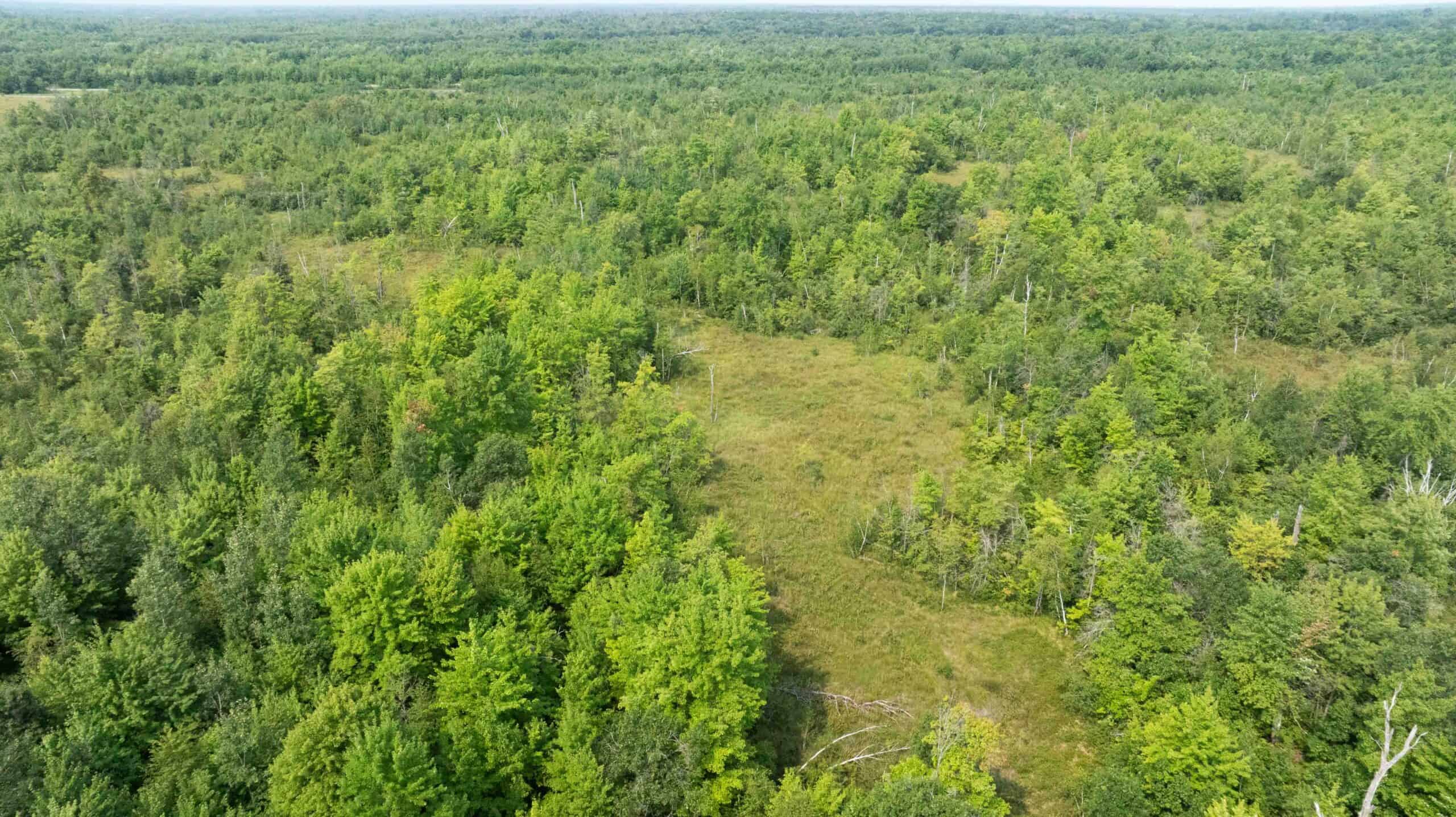40+/- Acres with Hunting Cabin – Town of Finley, Juneau County, Wisconsin