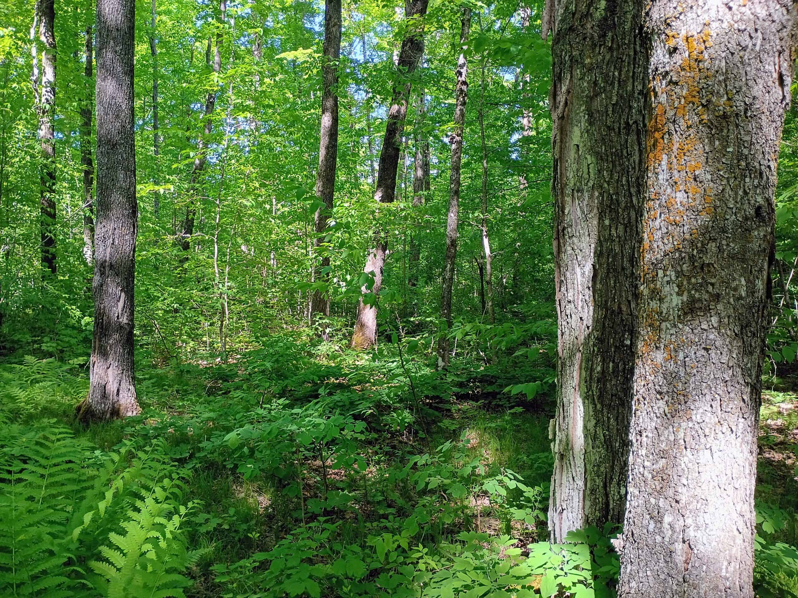 74.4 ± Acres of Hardwood Timber & Hunting Land in Glidden, WI