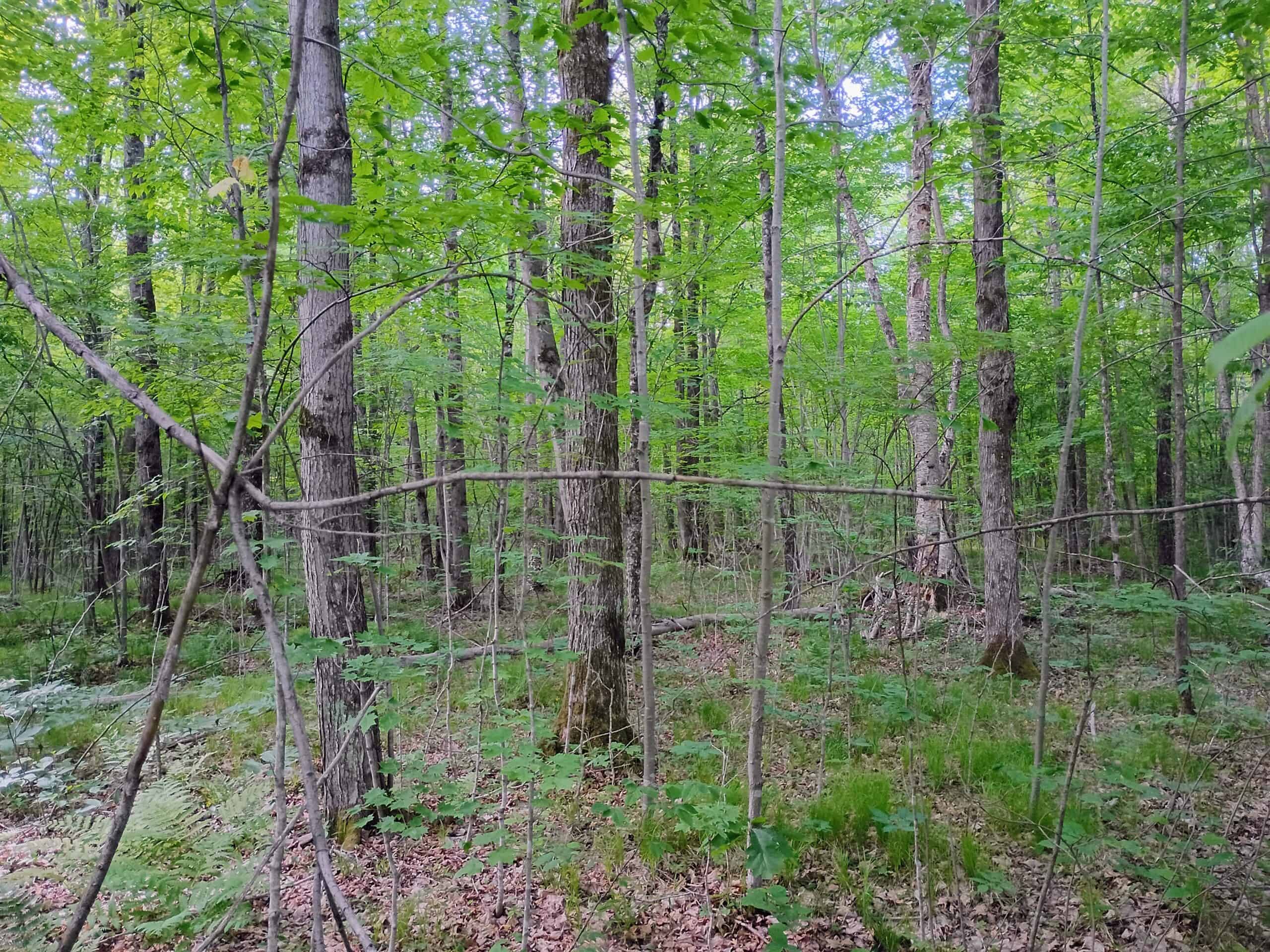 120 ± Acres Bordering Chequamegon National Forest, WI