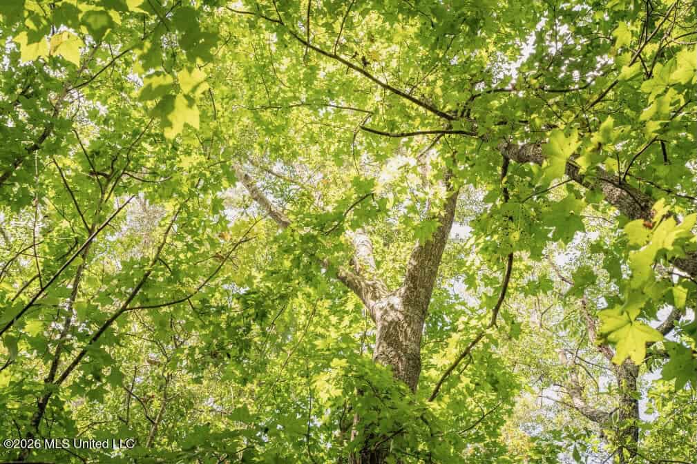 HWY 49 Land for Sale Simpson County, MS