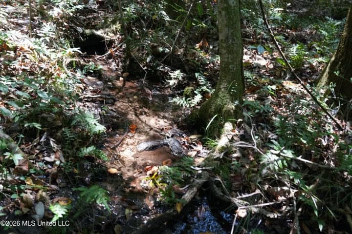 31 Acres for Sale Near Collins MS | Mature Timber & Hunting