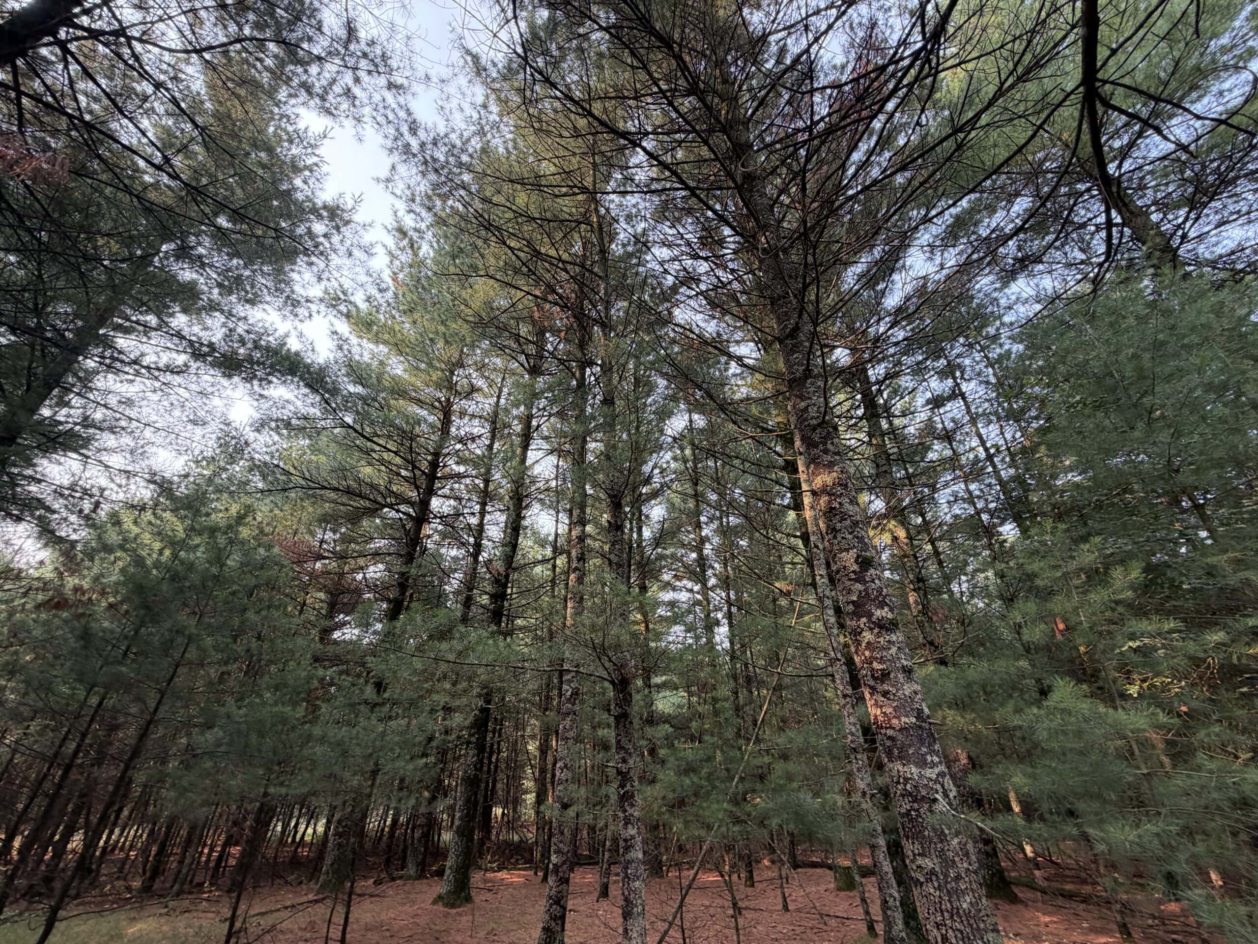 Rare opportunity to own 17.54 wooded acres within the City of Adams