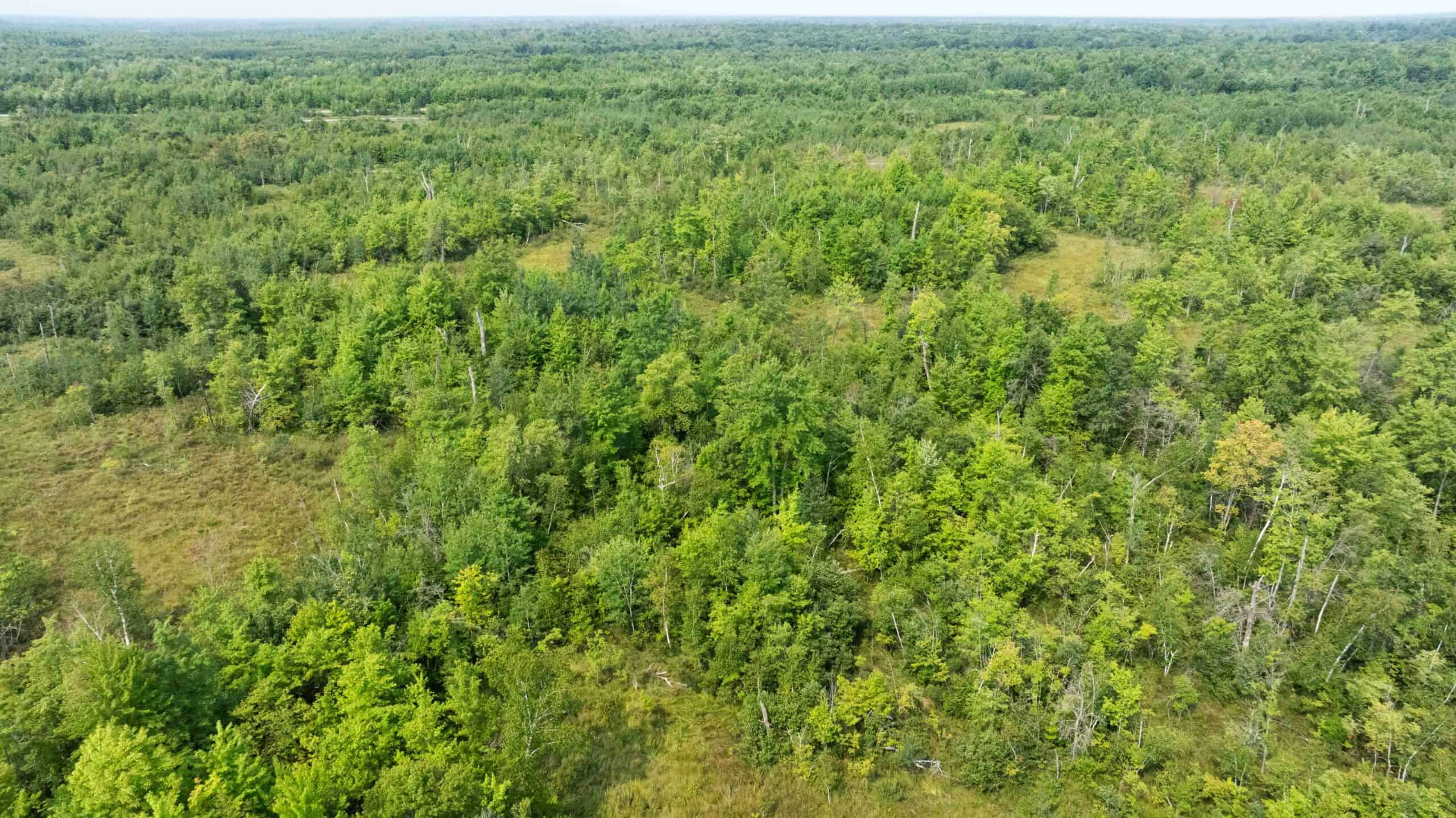 40+/- Acres with Hunting Cabin – Town of Finley, Juneau County, Wisconsin