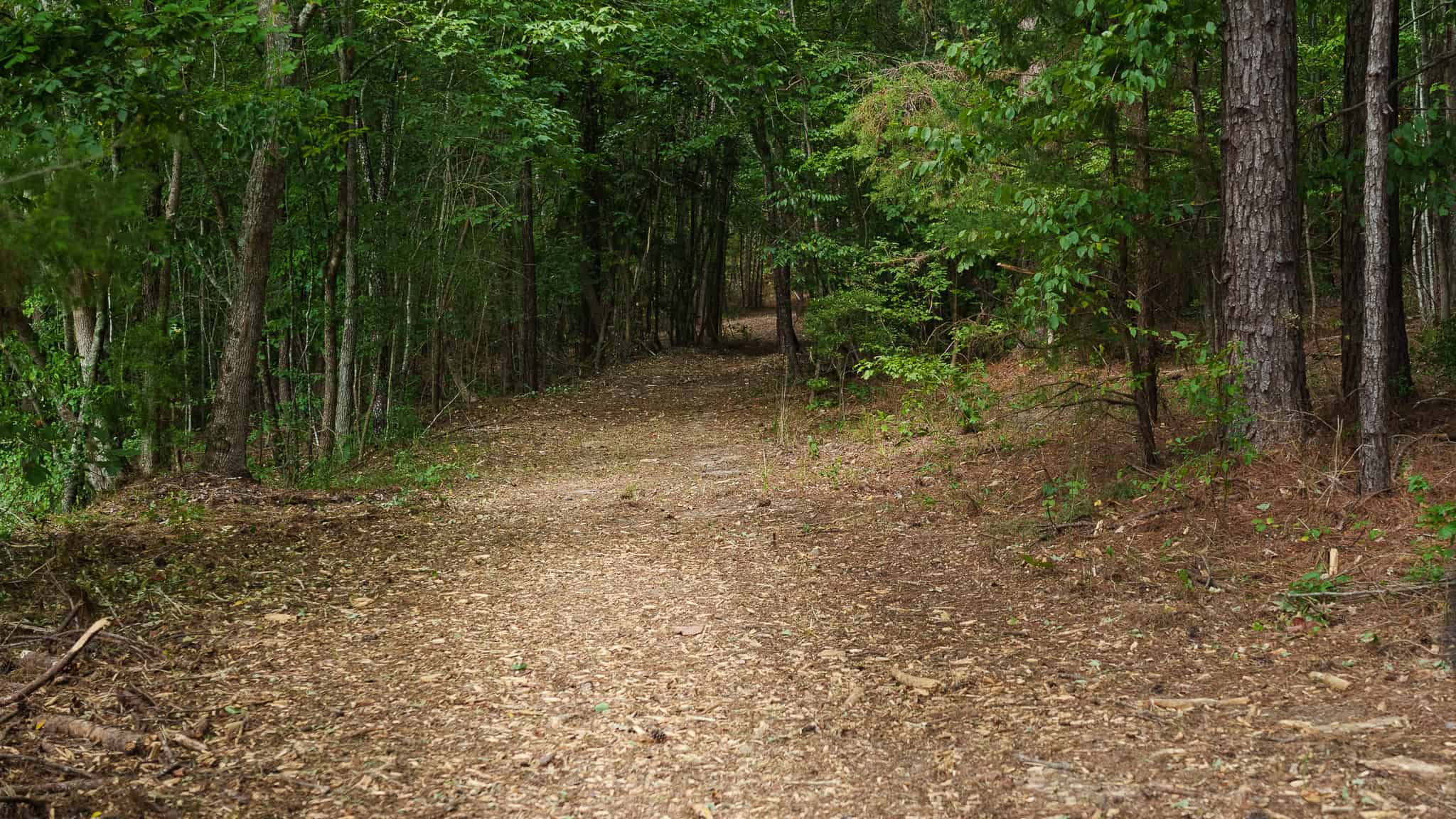 East Texas Hunting & Timber Land for Sale in Smith County