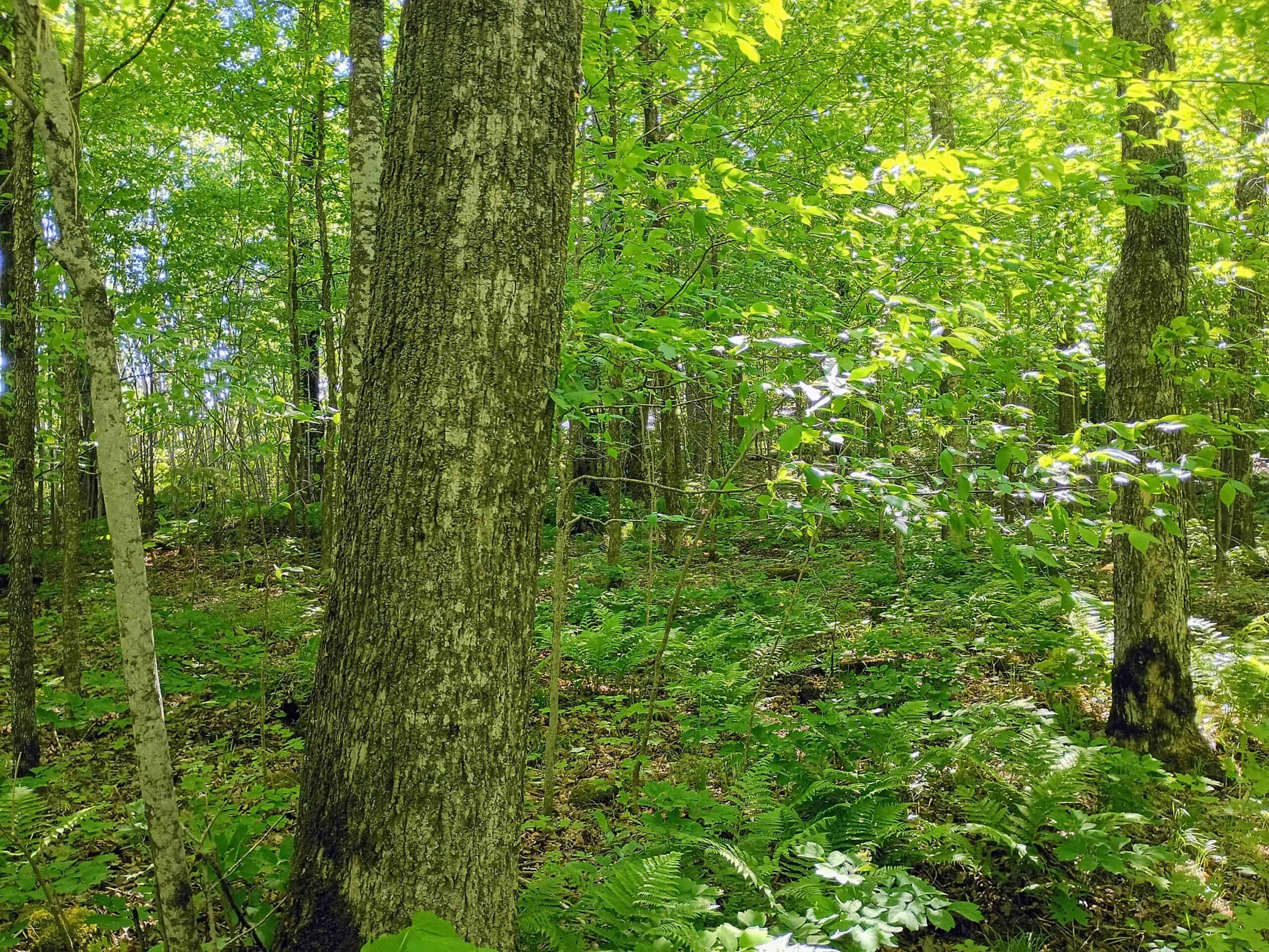 74.4 ± Acres of Hardwood Timber & Hunting Land in Glidden, WI