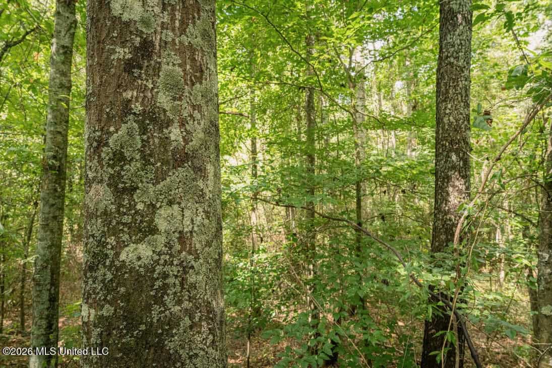 HWY 49 Land for Sale Simpson County, MS