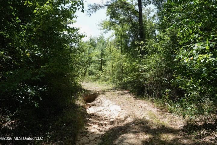 31 Acres for Sale Near Collins MS | Mature Timber & Hunting