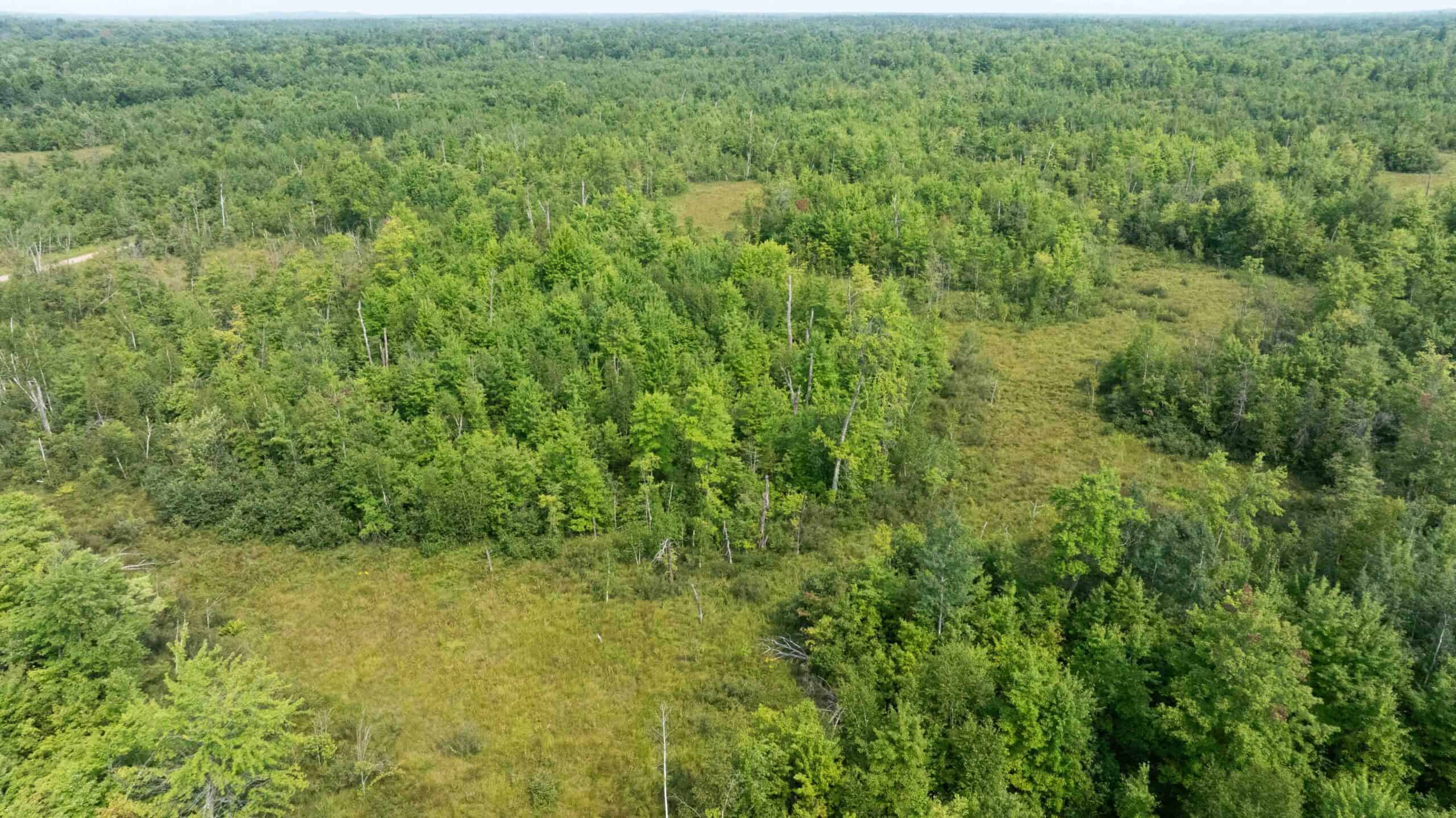 40+/- Acres with Hunting Cabin – Town of Finley, Juneau County, Wisconsin