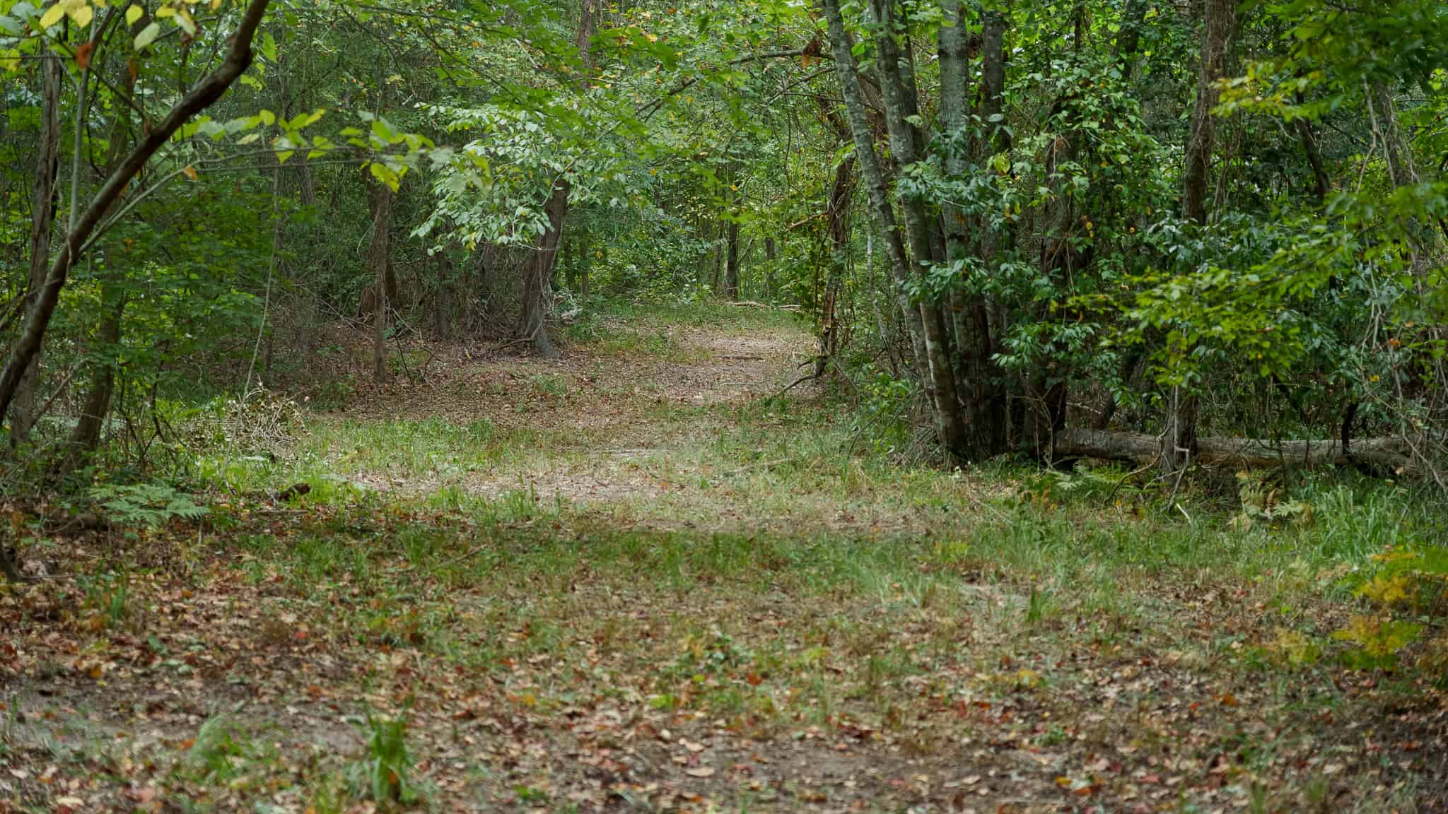 East Texas Hunting & Timber Land for Sale in Smith County