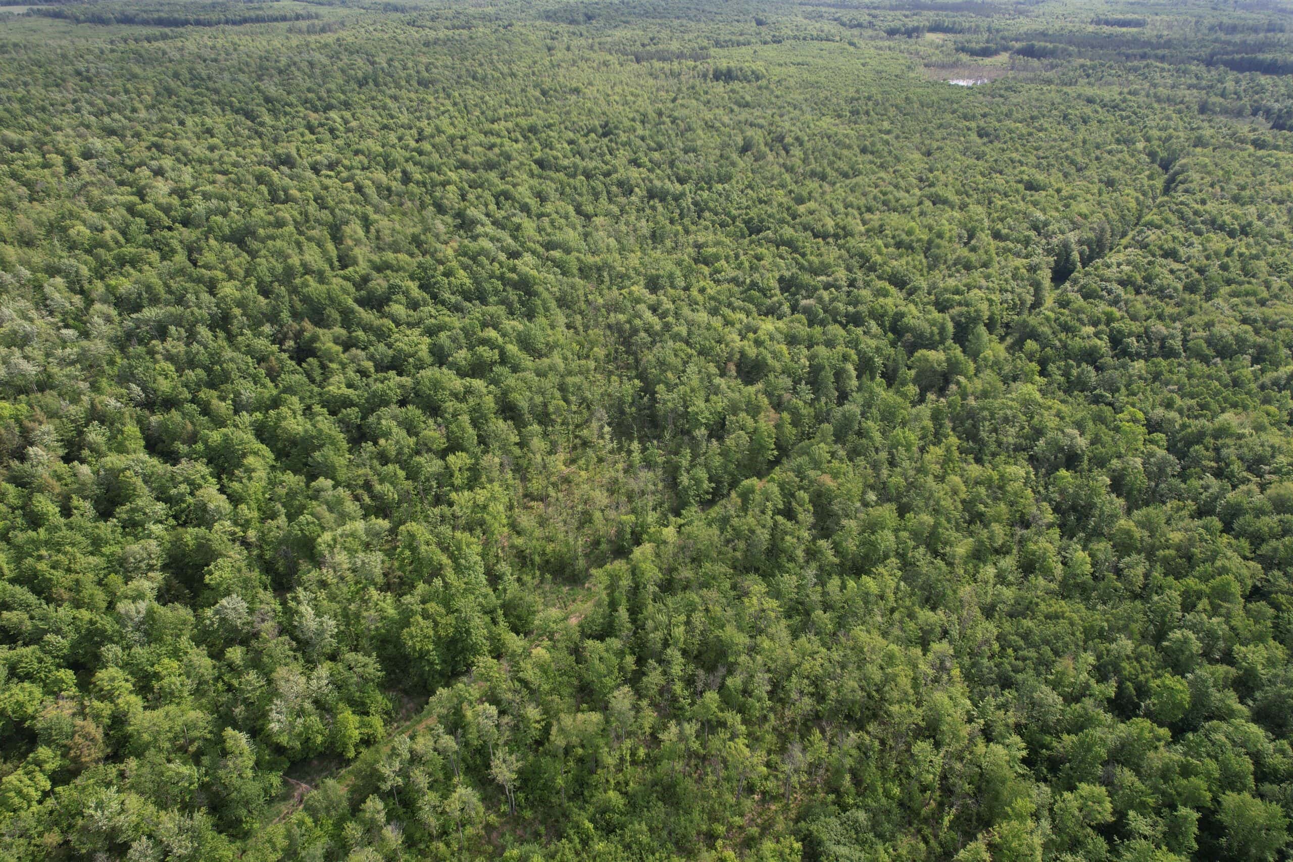 120 ± Acres Bordering Chequamegon National Forest, WI