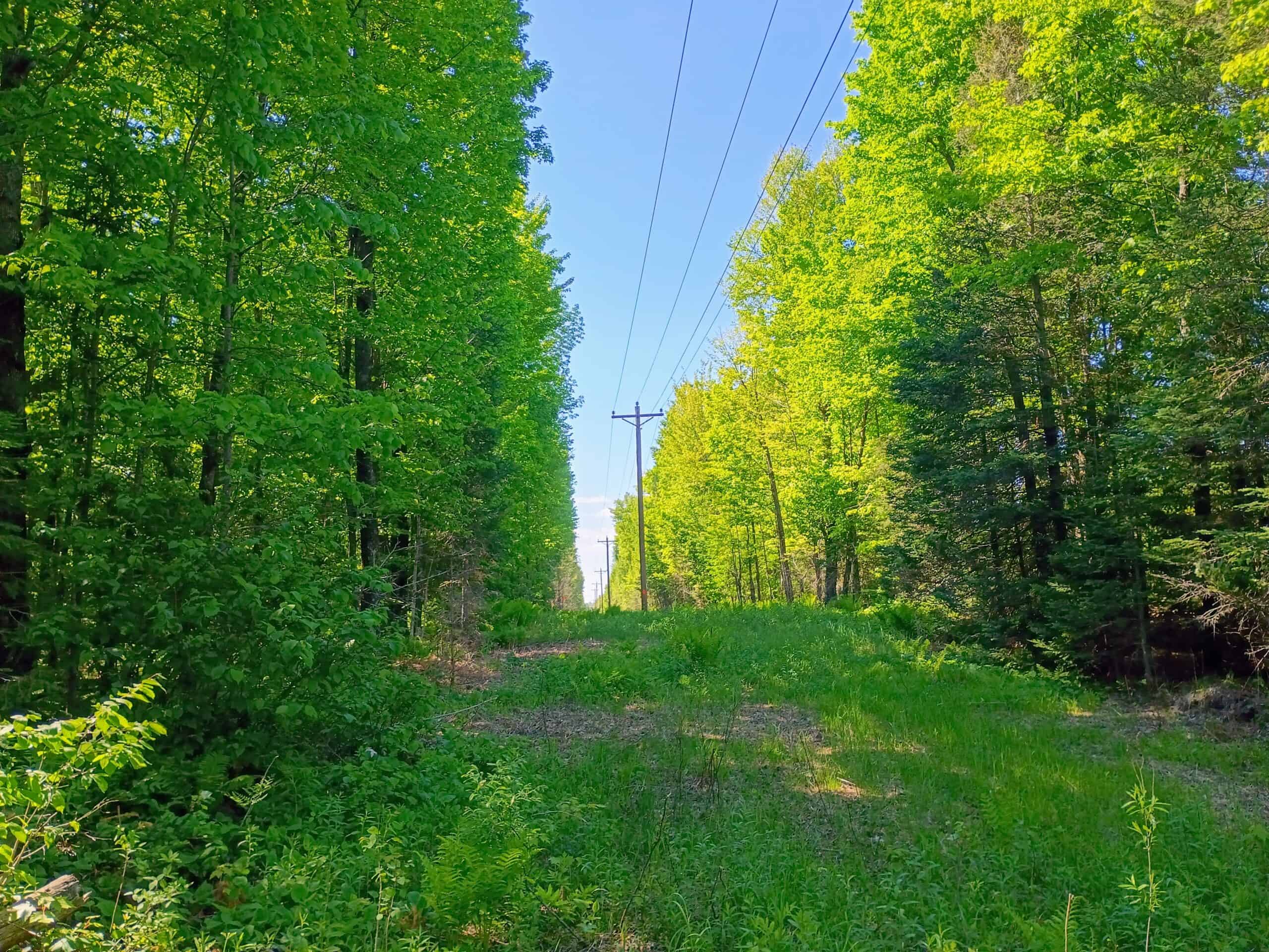 74.4 ± Acres of Hardwood Timber & Hunting Land in Glidden, WI