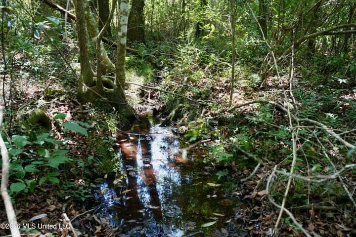 31 Acres for Sale Near Collins MS | Mature Timber & Hunting