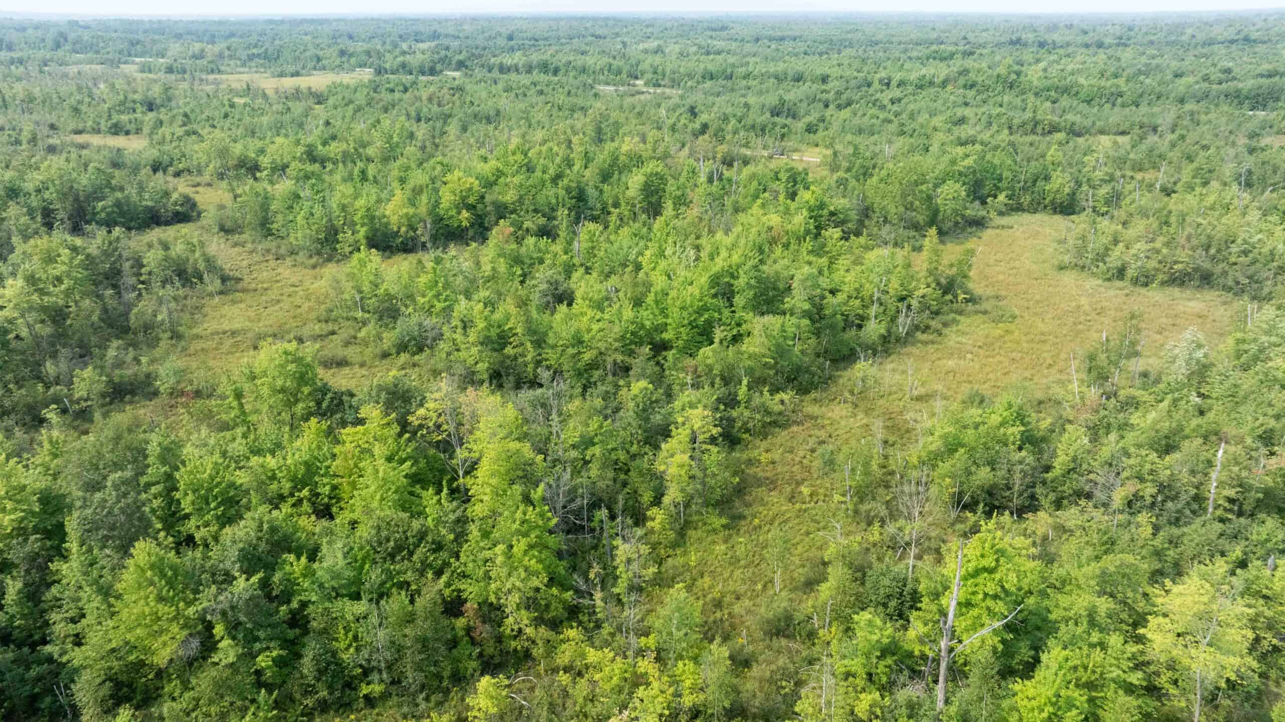 40+/- Acres with Hunting Cabin – Town of Finley, Juneau County, Wisconsin