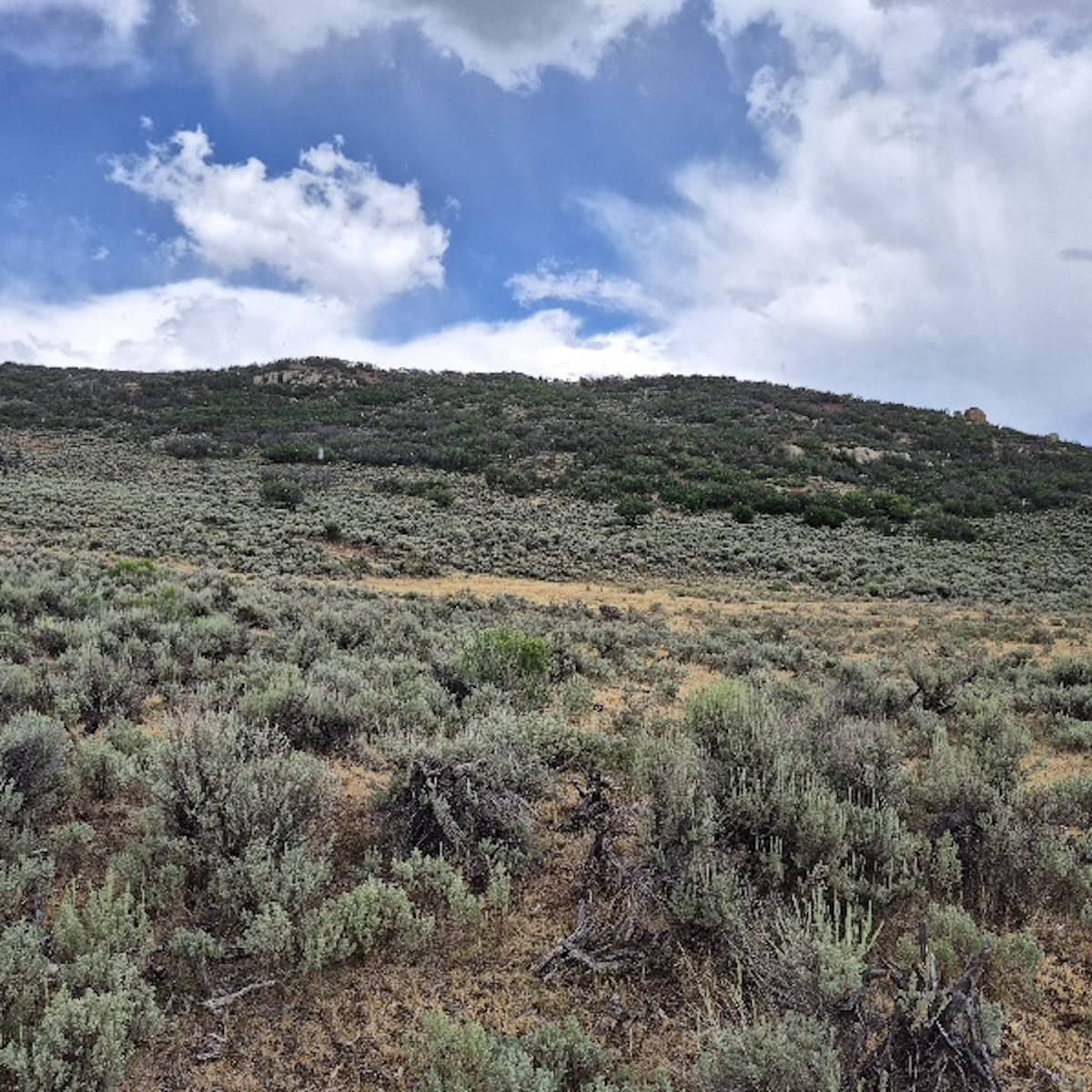35 Acres Borders Public Land near Collbran, CO