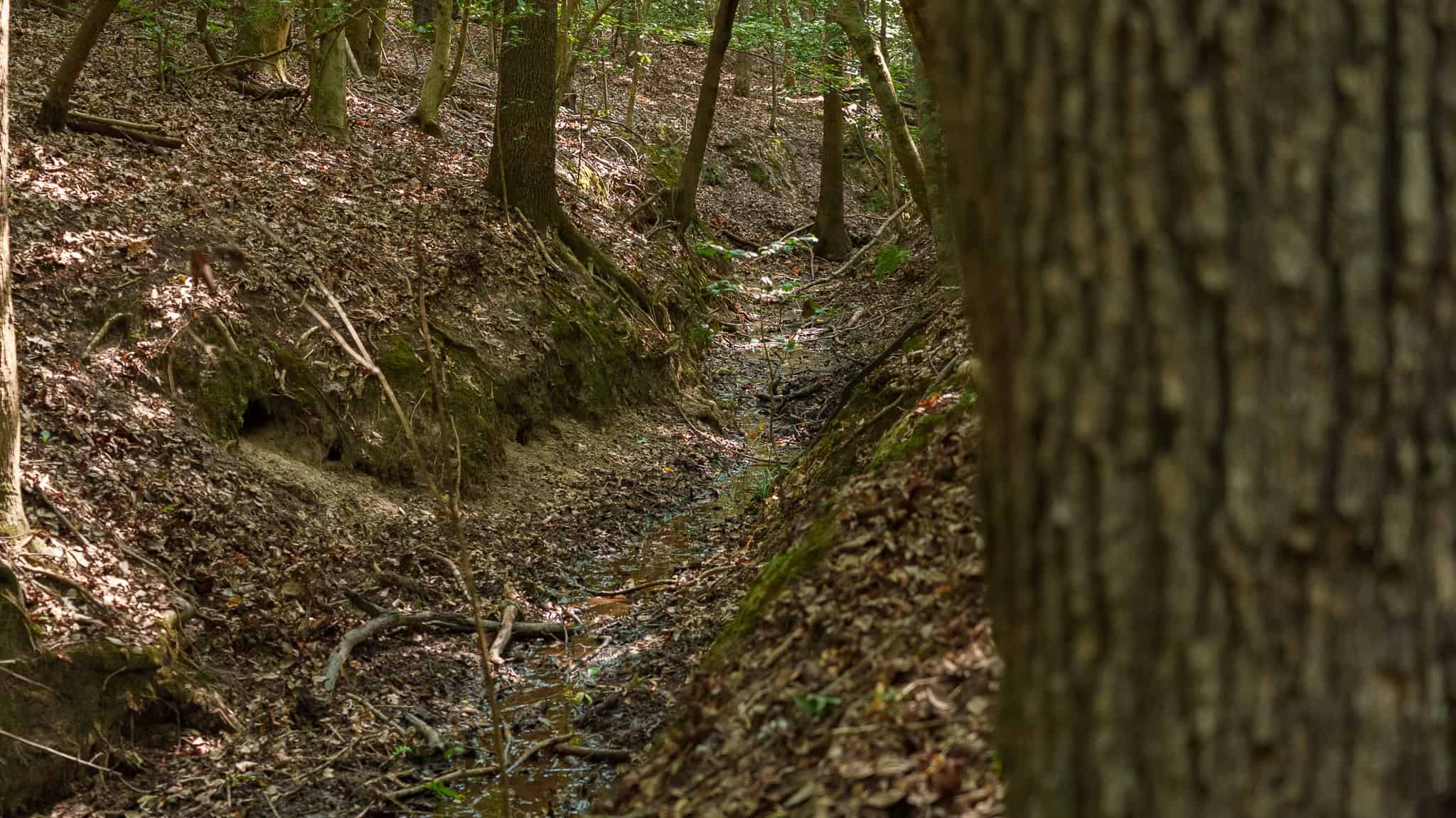 East Texas Hunting & Timber Land for Sale in Smith County
