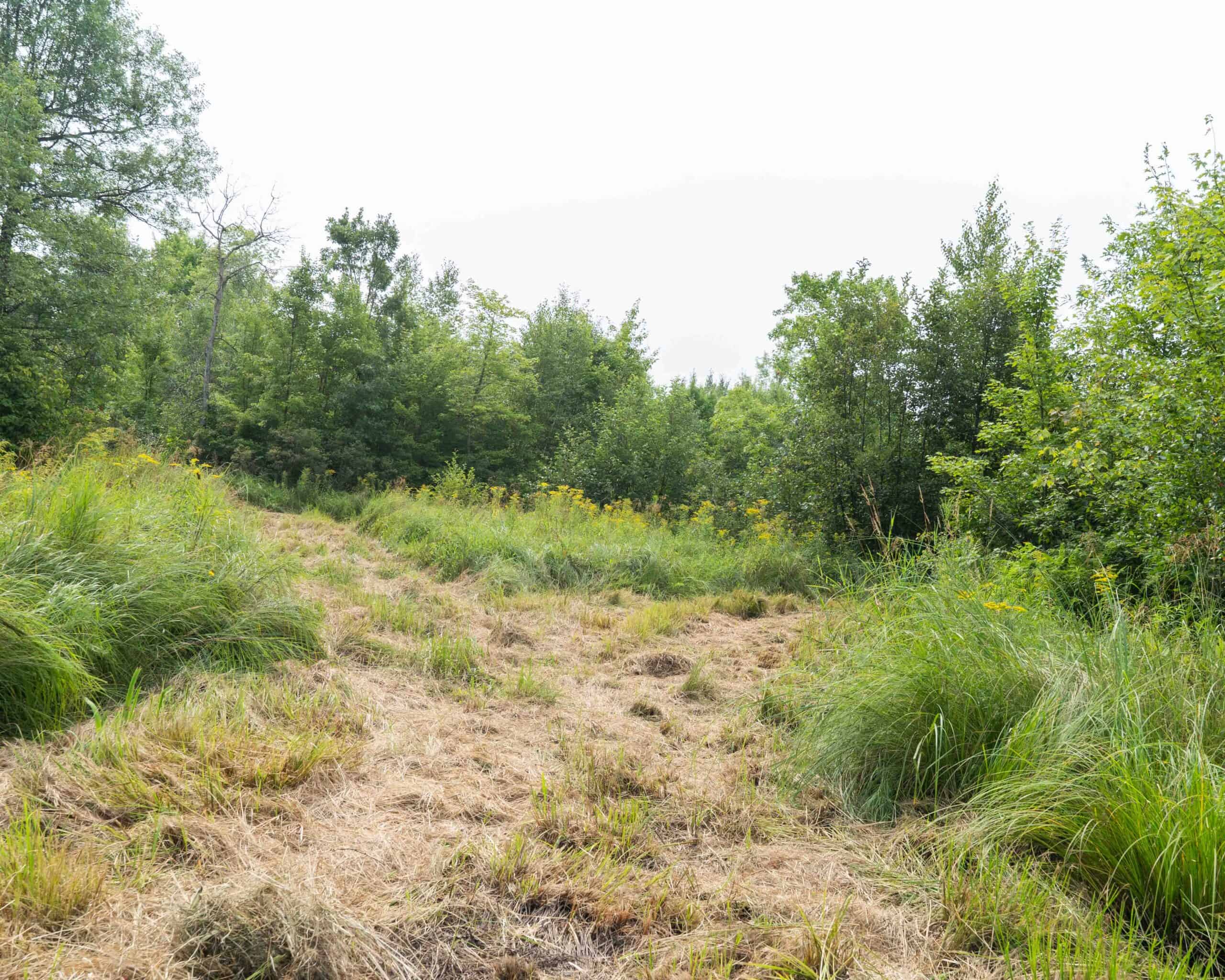 40+/- Acres with Hunting Cabin – Town of Finley, Juneau County, Wisconsin